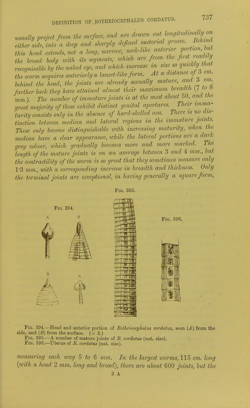 usually project from the surface, and are drawn either side, into a deep and sharply defined suctorial groove. Be and this head extends, not a long, narrow, neck-like anter^ the broad body with its segments, which are from the first reaMy recognisable by the naked eye, and which increase m size so quickly that the worm acquires anteriorly a lancet-like form. At a distance of 6 cm. behind the head, the joints are already sexually mature, and 6 cm farther back they have attained almost their maximum breadth (7 to n mm.). The number of immature joints is at the most about 50, and the great majority of these exhibit distinct genital apertures. Their imma- turity consists only in the absence of hard-shelled ova. There is no dis- tinction between median and lateral regions in the immature joints. These only become distinguishable with increasing maturity, when the median have a clear appearance, while the lateral portions are a dark grey colour, which gradually becomes more and more marked. The length of the mature joints is on an average between 3 and 4 mm., but the contractility of the worm is so great that they sometimes measure only 1-3 mm., with a corresponding increase in breadth and thickness. Only the terminal joints are exceptional, in having generally a square form, Fig. 394. wm -wig —m 1- 1 l» I'W r k r.tq 1.HJ . Fig. 396. Fig. 394.—Head and anterior portion of BothriocepJialus cordatus, seen (A) from the side, and (B) from the surface. ( x 5.) Fig. 395.—A number of mature joints of B. cordatus (nat. size). Fig. 396.—Uterus of B. cordatus (nat. size). measuring each way 5 to 6 mm. In the largest worms, 115 cm. long {with a head 2 mm. long and broad), there are about 600 joints, but the 3 A