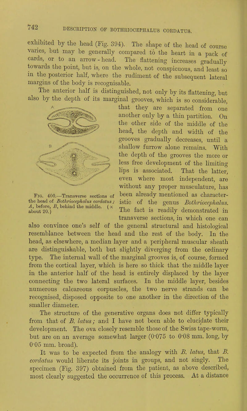exhibited by the head (Fig. 394). The shape of the head of course vanes, but may be generally compared to the heart in a pack of cards, or to an arrow-head. The flattening increases gradually towards the point, but is, on the whole, not conspicuous, and least so in the posterior half, where the rudiment of the subsequent lateral margins of the body is recognisable. The anterior half is distinguished, not only by its flattening, but also by the depth of its marginal grooves, which is so considerable, that they are separated from one another only by a thin partition. On the other side of the middle of the head, the depth and width of the grooves gradually decreases, until a shallow furrow alone remains. With the depth of the grooves the more or less free development of the limiting lips is associated. That the latter, even where most independent, are without any proper musculature, has been already mentioned as character- istic of the genus Bothrioccphahis. The fact is readily demonstrated in transverse sections, in which one can also convince one's self of the general structural and histological resemblance between the head and the rest of the body. In the head, as elsewhere, a median layer and a peripheral muscular sheath are distinguishable, both but slightly diverging from the ordinary type. The internal wall of the marginal grooves is, of course, formed from the cortical layer, which is here so thick that the middle layer in the anterior half of the head is entirely displaced by the layer connecting the two lateral surfaces. In the middle layer, besides numerous calcareous corpuscles, the two nerve strands can be recognised, disposed opposite to one another in the direction of the smaller diameter. The structure of the generative organs does not differ typically from that of B. latus; and I have not been able to elucidate their development. The ova closely resemble those of the Swiss tape-worm, but are on an average somewhat larger (0*075 to 008 mm. long, by 0'05 mm. broad). It was to be expected from the analogy with B. latus, that B. cordatus would liberate its joints in groups, and not singly. The specimen (Fig. 397) obtained from the patient, as above described, most clearly suggested the occurrence of this process. At a distance Fig. 400.—Transverse sections of the head of Bothriocephalus cordatus ; A, before, B, behind the middle. ( x about 20.)