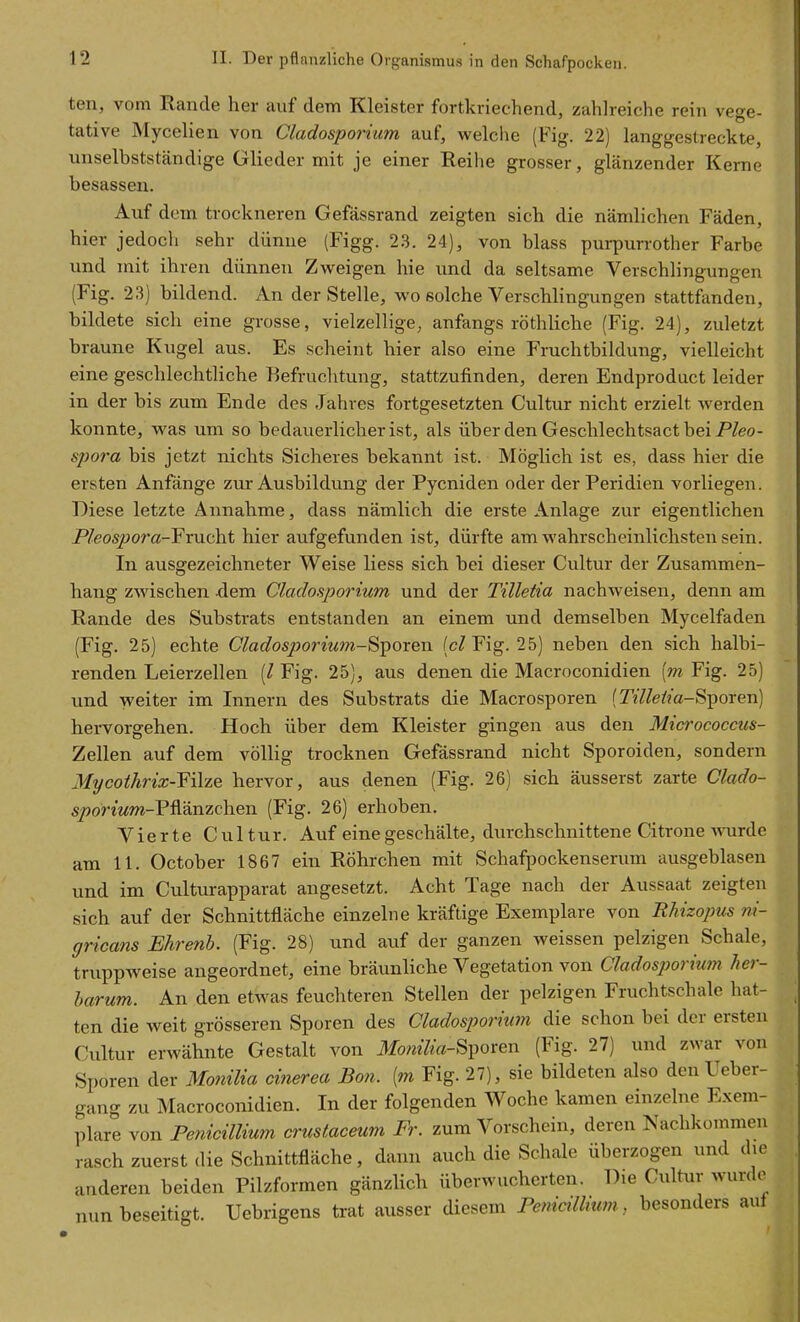 ten, vom Rande her auf dem Kleister fortkriechend, zahlreiche rein vege- tative Mycelien von Cladosporium auf, welche (Fig. 22) langgestreckte, unselbstständige Glieder mit je einer Reihe grosser, glänzender Kerne besassen. Auf dem trockneren Gefässrand zeigten sich die nämlichen Fäden, hier jedocli sehr dünne (Figg. 23. 24), von blass purpurrother Farbe vmd mit ihren dünneu Zweigen hie und da seltsame Verschlingungen (Fig. 23) bildend. An der Stelle, wo solche Verschlingungen stattfanden, bildete sich eine grosse, vielzellige, anfangs röthliche (Fig. 24), zuletzt braune Kugel aus. Es scheint hier also eine Fruchtbildung, vielleicht eine geschlechtHche Befruchtung, stattzufinden, deren Endproduct leider in der bis zum Ende des Jahres fortgesetzten Cultur nicht erzielt werden konnte, was um so bedauerlicher ist, als über den Geschlechtsact bei Pleo- spora bis jetzt nichts Sicheres bekannt ist. Möglich ist es, dass hier die ersten Anfänge zur Ausbildung der Pycniden oder der Peridien vorliegen. Diese letzte Annahme, dass nämlich die erste Anlage zur eigentlichen Pleospora-^xuoht hier aufgefunden ist, dürfte am wahrscheinlichsten sein. In ausgezeichneter Weise Hess sich bei dieser Cultur der Zusammen- hang zwischen dem Cladosporium und der Tületia nachweisen, denn am Rande des Substrats entstanden an einem und demselben Mycelfaden (Fig. 25) echte CladosjJoriumSiporen (c/Fig. 25) neben den sich halbi- renden Leierzellen (/ Fig. 25), aus denen die Macroconidien {m Fig. 25) und weiter im Innern des Substrats die Macrosporen {Tilleiia-S-poTen) hervorgehen. Hoch über dem Kleister gingen aus den Miarococcus- Zellen auf dem völlig trocknen Gefässrand nicht Sporoiden, sondern Mycothrix-Yilze hervor, aus denen (Fig. 26) sich äusserst zarte Clado- spoWwm-Pflänzchen (Fig. 26) erhoben. Vierte Cultur. Auf eine geschälte, durchschnittene Citrone-wurde am 11. October 1867 ein Röhrchen mit Schafpockenserum ausgeblasen und im Culturapparat angesetzt. Acht Tage nach der Aussaat zeigten sich auf der Schnittfläche einzelne kräftige Exemplare von Rhizopus ni- gricans Ehrenh. (Fig. 28) und auf der ganzen weissen pelzigen Schale, truppweise angeordnet, eine bräunliche Vegetation von Cladosporium her- harum. An den etwas feuchteren Stellen der pelzigen Fruchtschale hat- ten die weit grösseren Sporen des Cladosporium die schon bei der ersten Cultur erwähnte Gestalt von Jfomfo-Sporen (Fig. 27) und zwar von Sporen der MoJiilia chierea Bo?i. [m Fig. 27), sie bildeten also den Ueber- gang zu Macroconidien. In der folgenden Woche kamen einzelne Exem- plare von Pe?i{cillium crusiaceum Fr. zum Vorschein, deren Nachkommen rasch zuerst die Schnittfläche, dann auch die Schale überzogen und die anderen beiden Pilzformen gänzlich überwucherten. Die Cultur wurde nun beseitigt. Uebrigens trat ausser diesem Penialliwn, besonders aut