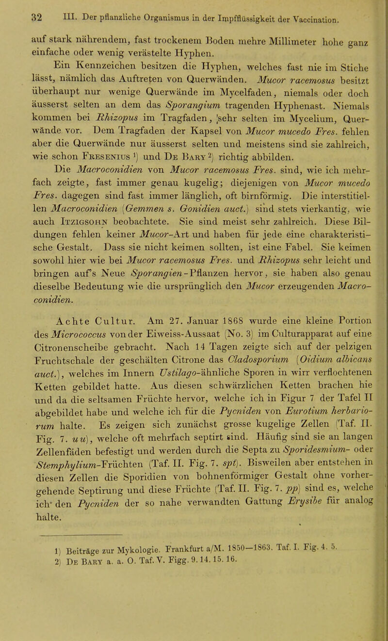 auf stark nährendem, fast trockenem Boden mehre Millimeter hohe ganz einfache oder wenig verästelte Hyphen. Ein Kennzeichen besitzen die Hyplien, welches fast nie im Stiche lässt, nämlich das Auftreten von Querwänden. Mucor racemosm besitzt überhaupt nur wenige Querwände im Mycelfaden, niemals oder doch äusserst selten an dem das Sporangium tragenden Hyphenast. Niemals kommen bei Rhizopus im Tragfaden, ;sehr selten im Mycelium, Quer- wände vor. Dem Tragfaden der Kapsel von Mucor mucedo Fres. fehlen aber die Querwände nur äusserst selten und meistens sind sie zahlreich, wie schon Fresenius und De Bary 2) richtig abbilden. Die Macroconidien von Mucor racemosus Fres. sind, wie ich mehr- fach zeigte, fast immer genau kugelig; diejenigen von Mucor mucedo Fres. dagegen sind fast immer länglich, oft birnförmig. Die interstitiel- len Macroconidien [Gemmen s. Gonidien auct.) sind stets vierkantig, wie auch Itzigsohn beobachtete. Sie sind meist sehr zahlreich. Diese Bil- dungen fehlen keiner Mucor-k.ri und haben für jede eine charakteristi- sche Gestalt. Dass sie nicht keimen sollten, ist eine Fabel. Sie keimen sowohl hier wie bei Mucor racemosus Fres. und Rhizopus sehr leicht und bringen aufs Neue Sporangien-V^&nzevi hervor, sie haben also genau dieselbe Bedeutung Avie die ursprünglich den Mucor erzeugenden Macro- conidien. Achte Cultur. Am 27. Januar 1868 wurde eine kleine Portion des Micrococcus von der Eiweiss-Aussaat (No. 3) im Culturapparat auf eine Citronenscheibe gebracht. Nach 14 Tagen zeigte sich auf der pelzigen Fruchtschale der geschälten Citrone das Cladosporium [Oidium albicans atcct.), welches im Innern üstilago-9.\in\{ch.e Sporen in wirr vei-flochtenen Ketten gebildet hatte. Aus diesen schwärzlichen Ketten brachen hie und da die seltsamen Früchte hervor, welche ich in Figur 7 der Tafel II abgebildet habe und welche ich für die Pycniden von Eurotium herhario- rum halte. Es zeigen sich zunächst grosse kugelige Zellen (Taf. II. Fig. 7. uu), welche oft mehrfach septirt sind. Häufig sind sie an langen Zellenfäden befestigt und werden durch die Septa zu Sporidesmium- oder Stemphylium-Yxüchien (Taf. II. Fig. 7. spt). Bisweilen aber entstehen in diesen Zellen die Sporidien von bohnenförmiger Gestalt ohne vorher- gehende Septirung und diese Früchte (Taf. II. Fig. 7. pp) sind es, welche ich- den Pycniden der so nahe verwandten Gattung Erysihe für analog halte. 1) Beiträge zur Mykologie. Frankfurt a/M. 1850-1863. Taf. I. Fig. 4. 5. 2) De Bary a. a. 0. Taf. V. Figg. 9.14.15.16.