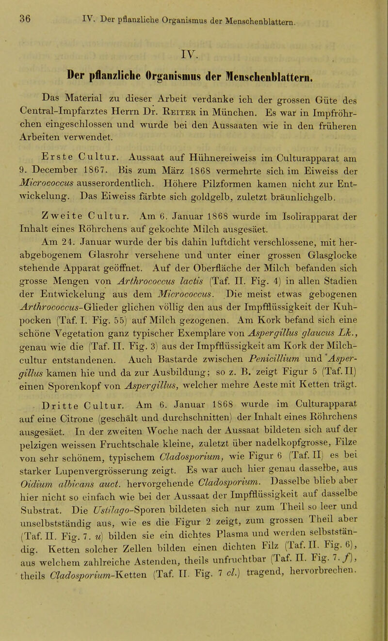 IV. Der pflanzliche Organismus der Menschenblattern. Das Material zu dieser Arbeit verdanke ich der grossen Güte des Central-Impfarztes Herrn Dr. Reiter in München. Es war in Impfröhr- chen eingeschlossen und wurde bei den Aussaaten wie in den früheren Arbeiten verwendet. Erste Cultur. Aussaat auf Hühnereiweiss im Culturapparat am 9. December 1867. Bis zum März 1868 vermehrte sich im Eiweiss der Micrococcus ausserordentlich. Höhere Pilzformen kamen nicht zur Ent- wickelung. Das Eiweiss färbte sich goldgelb, zuletzt bräunlichgelb. Zweite Cultur. Am 6. Januar 1868 wurde im Isolirapparat der Inhalt eines Röhrchens auf gekochte Milch ausgesäet. Am 24. Januar wurde der bis dahin luftdicht verschlossene, mit her- abgebogenem Glasrohr versehene und unter einer grossen Glasglocke stehende Apparat geöffnet. Auf der Oberfläche der Milch befanden sich grosse Mengen von Arthrococcus lactis (Taf. II. Fig. 4) in allen Stadien der Entwickelung aus dem Micrococcus. Die meist etwas gebogenen ^r^ÄrococcMs-Glieder glichen völlig den aus der Impfflüssigkeit der Kuh- pocken (Taf. I. Fig. 55) auf Milch gezogenen. Am Kork befand sich eine schöne Vegetation ganz typischer Exemplare von Aspergillus glaucus Lk., genau wie die (Taf. II. Fig. 3) aus der Impfflüssigkeit am Kork der Milch- cultur entstandenen. Auch Bastarde zwischen Penicillium nnA'Asper- gillus kamen hie und da zur Ausbildung; so z. B. zeigt Figur 5 (Taf.II) einen Sporenkopf von Aspergillus, welcher mehre Aeste mit Ketten trägt. Dritte Cultur. Am 6. Januar 1868 wurde im Culturapparat auf eine Citrone (geschält und durchschnitten) der Inhalt eines Röhrchens ausgesäet. In der zweiten Woche nach der Aussaat bildeten sich auf der pelzigen weissen Fruchtschale kleine, zuletzt über nadelkopfgrosse, Filze von sehr schönem, typischem Cladosporium, wie Figur 6 (Taf. II) es bei starker Lupenvergrösserung zeigt. Es war auch hier genau dasselbe, aus Oidium alhiratis auct. hervorgehende Cladosporium. Dasselbe blieb aber lüer nicht so einfach wie bei der Aussaat der ImpfRüssigkeit auf dasselbe Substrat. Die Usiihgo-Sporen bildeten sich nur zum Theil so leer und unselbstständig aus, wie es die Figur 2 zeigt, zum grossen Theil aber (Taf n. Fig. 7. u) bilden sie ein dichtes Plasma und werden selbststän- dig. Ketten solcher Zellen bilden einen dichten Filz (Taf. II. Fig. 6), aus welchem zahlreiche Astenden, theils unfruchtbar (Taf. H. Fig. 7./), theils aadosporium-Ketten (Taf. II. Fig. 7 cl.) tragend, hervorbrechen.