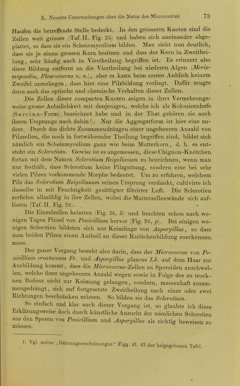 Haufen die betreffende Stelle bedeckt. In den grösseren Knoten sind die Zellen weit grösser (Taf. II. Fig. 25) und haben sich aneinander abge- plattet, so dass sie ein Scheinmycelium bilden. Man sieht nun deutlich, dass sie je einen grossen Kern besitzen und dass der Kern in Zweithei- lung, sehr häufig auch in Viertheilung begriflfen ist. Es erinnert also diese Bildung entfernt an die Viertheilung bei niederen Algen [Meris- mopoedia, Pleurococcus u. a.), aber es kann beim ersten Anblick keinem Zweifel unterliegen, dass hier eine Pilzbildung vorliegt. Dafür zeugte denn auch das optische und chemische Verhalten dieser Zellen. Die Zellen dieser compacten Knoten zeigen in ihrer Vermehrungs- weise grosse Aehnlichkeit mit denjenigen, welche ich als Kolonieenhefe (Sarcina-Form) bezeichnet habe und in der That gehören sie auch ihrem Ursprünge nach dahin'). Nur die Aggregatform ist hier eine an- dere. Durch das dichte Zusammendrängen einer ungeheuren Anzahl von Pilzzellen, die noch in fortwährender Theilung begriffen sind, bildet sich nämlich ein Scheinmycelium ganz wie beim Mutterkorn, d. h. es ent- steht ein Sclerotium. Gewiss ist es angemessen, diese Chignon-Knötchen fortan mit dem Namen Sclei'otium Beigelianuin zu bezeichnen, wenn man nur festhält, dass Sclerotium keine Pilzgattung, sondern eine bei sehr vielen Pilzen vorkommende Morphe bedeutet. Um zu erfahren, welchem Pilz das Sclerotium Beigelianum seinen Ursprung verdankt, cultivirte ich dasselbe in mit Feuchtigkeit gesättigter filtrirter Luft. Die Sclerotien zerfielen allmähHg in ihre Zellen, wobei die Mutterzellenwände sich auf- lösten (Taf. II. Fig. 26). Die Einzelzellen keimten (Fig. 26, k] und brachten schon nach we- nigen Tagen Pinsel von Penicillium hervor (Fig. 26, ^). Bei einigen we- nigen Sclerotien bildeten sich nur Keimlinge von Aspergillus, so dass man beiden Pilzen einen Antheil an dieser Knötchenbildung zuerkennen muss. Der ganze Vorgang besteht also darin, dass der Micrococcus von Pe- nicilliu?n crustaceum Fr. und Aspergillus glaucus Lk. auf dem Haar zur Ausbildung kommt, dass die 3Iicrococcus-Ze\\en zu Sporoiden anschwel- len, welche ihrer ungeheuren Anzahl wegen so^vxq in Folge des zu trock- nen Bodens nicht zur Keimung gelangen, sondern, massenhaft zusam- mengedrängt, sich auf fortgesetzte Zweitheilung nach einer oder zwei Richtungen beschränken müssen. So bilden sie das Sclerotium. So einfach und klar auch dieser Vorgang ist, so glaubte ich diese Erklärungsweise doch durch künstHche Anzucht der nämlichen Sclerotien aus den Sporen von Penicillium und Aspergillus als richtig beweisen zu müssen. 1) Vgl. meine „Gährungserscheinungen Figg. 41. 42 der beigegebenen Tafel.