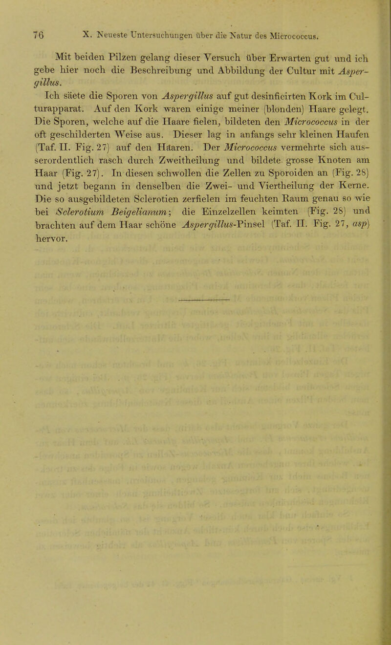 Mit beiden Pilzen gelang dieser Versuch über Erwarten gut und ich gebe hier noch die Beschreibung und Abbildung der Cultur mit Asjie?-- gillus. Ich säete die Sporen von Aspergillus auf gut desinficirten Kork im Cul- turapparat. Auf den Kork waren einige meiner (blonden) Haare gelegt. Die Sporen, welche auf die Haare fielen, bildeten den Micrococcus in der oft geschilderten Weise aus. Dieser lag in anfangs sehr kleinen Haufen (Taf. II. Fig. 27) auf den Häaren. Der Micrococcus vermehrte sich aus- serordentlich rasch durch Zweitheilung und bildete grosse Knoten am Haar (Fig. 27). In diesen schwollen die Zellen zu Sporoiden an (Fig. 2S) und jetzt begann in denselben die Zwei- und Viertheilung der Kerne. Die so a;isgebildeten Sclerotien zerfielen im feuchten Raum genau so wie bei Sclerotium Beigelianum; die Einzelzellen keimten (Fig. 2S) und brachten auf dem Haar schöne Aspergillus-V\n?,%\ (Taf. II. Fig. 27, asp) hervor.