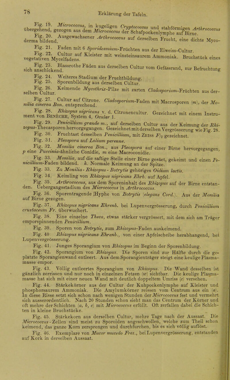 dernS'feldend derselben Frucht, eine dichte Myco- Fig. 21. Faden mit 6 Sporidesmium-TTni^Uen aus der Eiweiss-Cultur vegetaSen Mycetadenf weinsteinsaurem Ammoniak. Bruchstück eines sich Sfchicke^d.''' ^^^'^ Gefässrand, zur Befruchtung Fig. 24. Weiteres Stadium der Fruchtbildung Flg. 25. Sporenbildung aus derselben Cultur. selben^uUur.^'™''''^' ^/yco<Arü:-Pilze mit zarten a«cio5;,omm-Früchten aus der- nüJcl;^a B^:'':::;L2:T ^^'^'^-^-«-^^den mit Macrosporen (m). der Mo- ment';i^n BENiSr^sSX^^^^ ^'^^^'^^^ '^^ ^^^'^ Fig 29. Penicillium grande m., auf derselben Cultur aus der Keimung der Rhi- zopMS- ihecasporen hervorgegangen. Gezeichnet mit derselben Vergrösserung wie Fig. 28. Fig. 30. Fruchtast desselben Penicillium, mit Zeiss Fj^ gezeichnet. Fig. 31. Pleospora auf Lolittm perenne. Fig 32. Monika cinerea Bon., aus Pleospora auf einer Birne hervorgegangen p eine i^wcctma-ähnliche Conidie, m eine Macroconidie. & & & ' • ■if ''^- -SfomVw auf die saftige Stelle einer Birne gesäet, gekeimt und einen Pe- ntcilhu7n-¥&den bildend, k. Normale Keimung an der Spitze. Fig. 33. Z\i Monilia-Rhisopus-Botrijiis gehöriges Oidium lactis. Fig. 34. Keimling von Rhizopus nigricans Ehrl, auf Apfel. Fig. 35. Arthrococcus, aus dem Sporeninhalt des Rhizopus auf der Birne entstan- den. Uebergangsstadium des Micrococcus in Arthrococcus. Fig. 36. Sporentragende IHyphe von Botrytis {elegans Cord.). Aus der Monilia auf Birne gezogen. Fig. 37. Rhizopus nigricans Ehrenb. bei Lupenvergrösserung, durch Penicillium crustaceum Fr. überwuchert. Fig. 38. Eine einzelne Theca, etwas stärker vergrössert, mit dem sich am Träger emporspinnenden Penicillium. Fig. 39. Sporen von Botrytis, zum Rhizopus-YeiAen auskeimend. Fig. 40 Rhizopus nigricans Ehrenb., von einer Apfelscheibe herabhangend, bei Lupenvergrösserung. Fig. 41. Junges Sporangium von Rhizopus im Beginn der Sporenbildung. Fig. 42. Sporangium von Rhizopus. Die Sporen sind zur Hälfte durch die ge- platzte Sporangienwand entleert. Aus dem Sporangienträger steigt eine keulige Plasma- masse empor. Fig. 43. Völlig entleertes Sporangium von Rhizopus. Die Wand desselben ist gänzlich zerrissen und nur noch in einzelnen Fetzen [w] sichtbar. Die keulige Plasma- masse hat sich mit einer neuen Wand mit deutlich doppeltem Umriss (c) versehen. Fig. 44. Stärkekörner aus der Cultur der Kuhpockenlymphe auf Kleister und phosphorsaurem Ammoniak. Die Amylumkörner reissen vom Centrum aus ein [a]. In diese Risse setzt sich schon nach wenigen Stunden ([er Micrococcus fest und vermehrt sich ausserordentlich. Nach 20 Stunden schon sieht man das Centrum der Körner und oft mehre der Schichten [a, b, c] mit ßlicrococcus erfüllt. Oft zerfallen dabei die Schich- ten in kleine Bruchstücke. Fig. 45. Stärkekorn aus derselben Cultur, mehre Tage nach der Aussaat. Die Micrococcus-Zellen sind meist zu Sporoiden angeschwollen, welche zum Theil schon keimend, das ganze Korn zersprengen und durchfurchen, bis es sich völlig auflöst. Fig. 40. Exemplare von Mucor mucedo Fres., bei Lupenvergrösserung, entstanden auf Kork in derselben Aussaat.