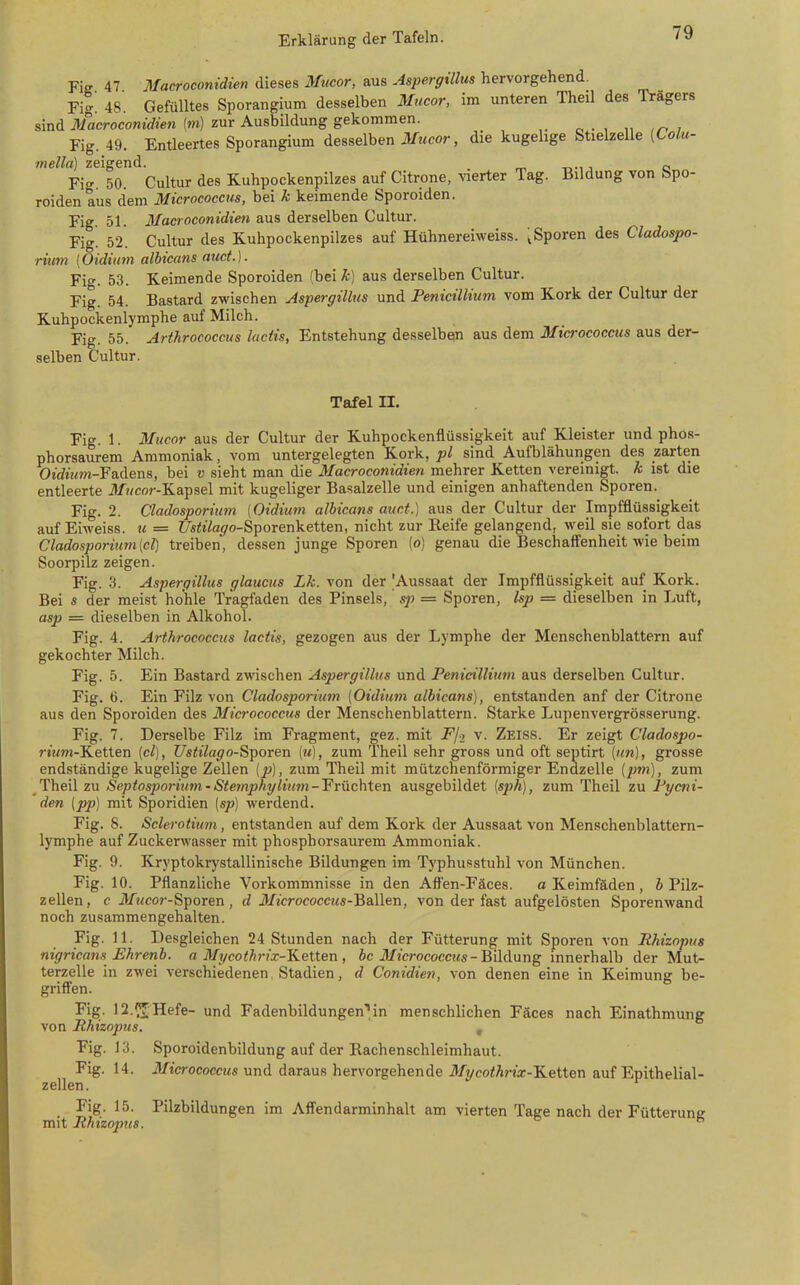Fig 47 Macroconidien dieses Mucor, aus Aspergillus hervorgehend. Fi- 48 Gefülltes Sporangium desselben Mucor, im unteren Theil des Trägers sind Macroconidien (m) zur Ausbildung gekommen. c ■ ^ ^^ m i Fig. 49. Entleertes Sporangium desselben Mucor, die kugelige StielzeUe [Lolu- mella] zeigend. t.., , o Fi<- 50. Cultur des Kuhpockenpilzes auf Citrone, vierter Tag. Bildung von bpo- roiden aus dem Micrococcus, bei k keimende Sporoiden. Fig 51. Macroconidien aus derselben Cultur. Fig. 52. Cultur des E-uhpockenpilzes auf Hühnereiweiss. .Sporen des Cladospo- rium [Oidium albicans atict.]. Fig. 53. Keimende Sporoiden (bei/;) aus derselben Cultur. Fig. 54. Bastard zwischen Aspergillus und Penicillium vom Kork der Cultur der Kuhpockenlymphe auf Milch. Fig. 55. Arthrococcus luctis, Entstehung desselbw aus dem Micrococcus aus der- selben Cultur. Tafel II. Fig. 1. Mucor aus der Cultur der Kuhpockenflüssigkeit auf Kleister und phos- phorsaurem Ammoniak, vom untergelegten Kork, pl sind Aufblähungen des zarten OÄm-Fadens, bei v sieht man die Macroconidien mehrer Ketten vereinigt, k ist die entleerte J/Mcor-Kapsel mit kugeliger Basalzelle und einigen anhaftenden Sporen. Fig. 2. Cladosporium (Oidium albicans auct.) aus der Cultur der Impfflüssigkeit auf Eiweiss. u = t/s<j'%o-Sporenketten, nicht zur Reife gelangend, weil sie sofort das Cladosporium[cl) treiben, dessen junge Sporen (o) genau die Beschaff'enheit wie beim Soorpilz zeigen. Fig. 3. Aspergillus glaucus Lk. von der ^Aussaat der Impfflüssigkeit auf Kork. Bei s der meist hohle Tragfaden des Pinsels, sp = Sporen, Isp = dieselben in Luft, asp = dieselben in Alkohol. Fig. 4. Arthrococcus lactis, gezogen aus der Lymphe der Menschenblattern auf gekochter Milch. Fig. 5. Ein Bastard zwischen Aspergillus und Penicillium aus derselben Cultur. Fig. ti. Ein Filz von Cladosporium [Oidium albicans), entstanden anf der Citrone aus den Sporoiden des Micrococcus der Menschenblattern. Starke Lupenvergrösserung. Fig. 7. Derselbe Filz im Fragment, gez. mit F/o v. Zeiss. Er zeigt Cladospo- 7-mOT-Ketten {cl), Ustilago-Sijoren (m), zum Theil sehr gross und oft septirt {un), grosse endständige kugelige Zellen (p), zum Theil mit mützchenförmiger Endzelle {pm), zum Theil zu Septosporium-Stemphylium-Yrüchten ausgebildet {sph), zum Theil zu Pycni- den ipp) mit Sporidien (sp) werdend. Fig. 8. Sclerotium, entstanden auf dem Kork der Aussaat von Menschenblattern- lymphe auf Zuckerwasser mit phosphorsaurem Ammoniak. Fig. 9. Kryptokrystallinische Bildungen im Typhusstuhl von München. Fig. 10. Pflanzliche Vorkommnisse in den Afl'en-Fäces. a Keimfäden , b Pilz- zellen, c Mucor-SfOTen , d Micrococcus-Ballen, von der fast aufgelösten Sporenwand noch zusammengehalten. Fig. H. Desgleichen 24 Stunden nach der Fütterung mit Sporen von Rhizopus nigricans Ehrenb. a Mycothrix-Ketten , öc il/icrococc!«s-Bildung innerhalb der Mut- terzelle in zwei verschiedenen, Stadien, d Conidien, von denen eine in Keimung be- griff'en. Fig. 12.^f Hefe- und Fadenbildungen'in menschlichen Fäces nach Einathmung von Rhizopus. , Fig. 13. Sporoidenbildung auf der Rachenschleimhaut. Fig. 14. Micrococcus und daraus hervorgehende Mycothrix-TLeiiexi auf Epithelial- zellen. Fig. 15. Pilzbildungen im Afl'endarminhalt am vierten Tage nach der Fütterung mit Rhizopus. 