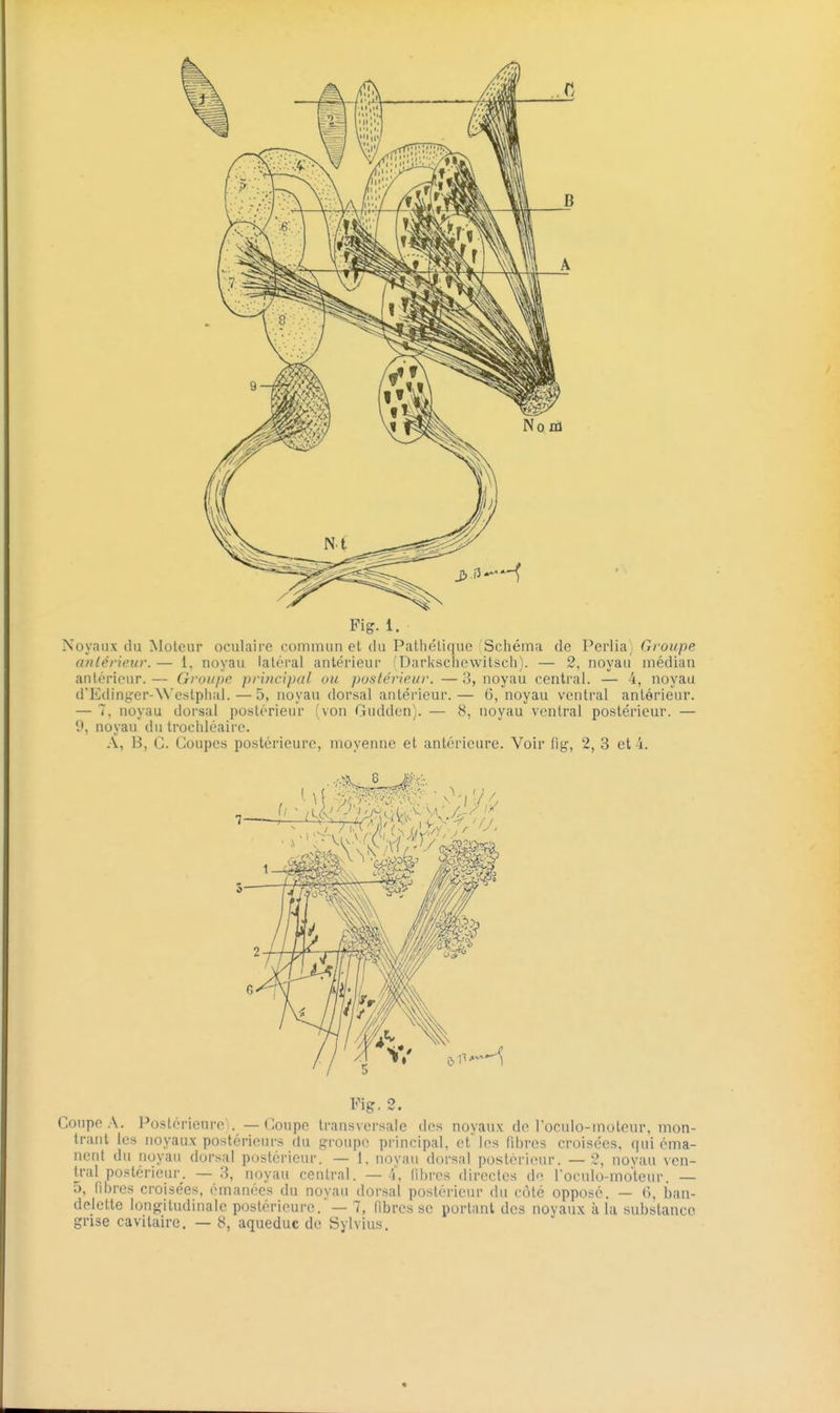 Noyaux du Moteur oculaii'e commun et du Palliétiqne Schéma de Peiiia, Groupe anlérieur. — 1, noyau latéral antérieur i Darkschewitsch). — 2, noyau médian antérieur.— Groupe principal ou postérieur. —3, noyau central. — 4, noyau d'Eding'er-Westplial. — 5, noyau dorsal antérieur.— 6, noyau ventral antérieur. — 7. noyau dorsal postérieur (von Gudden). — 8, noyau ventral postérieur. — {\ noyau du trochléaire. A, B, G. Coupes postérieure, moyenne et antérieure. Voir fig, 2, 3 et 4. Fig. 2. Coupe A. Postérieuro . — Coupe transversale des noyaux do l'oculo-moteur, mon- trant les noyaux postérieurs du groupe principal, et' les fibres croisées, qui éma- nent du noyau dorsal postérieur. — I, noyau dorsal postérieur. —2, novau ven- tral postérieur. — 3, noyau central. — 4. lihi-os directes do l'oculo-mo'teur. — 5, fibres croisées, émanées du noyau dorsal postérieur du coté opposé. — 6, ban- delette longitudinale postérieure.' — 7, fibres se portant des noyaux à la substance grise cavilairc. — 8, aqueduc de Sylvius.