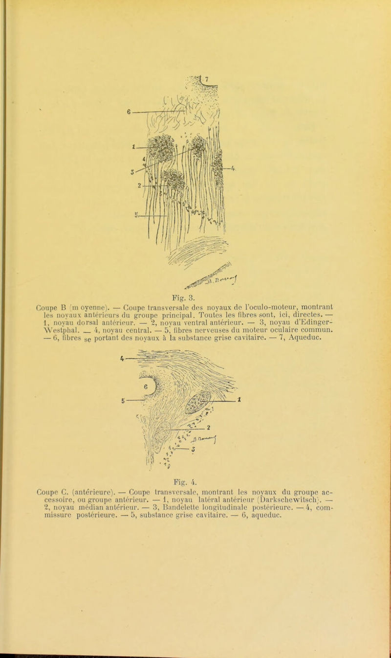 Coupe B 'm oyenne). — Coupe transversale dos noyaux do l'oculo-moteur, montrant les noyaux antérieurs du groupe principal. Toutes les fibres sont, ici, directes.— 1, noyau dorsal antérieur. — 2, noyau ventral antérieur. — 3, noyau d'Edingcr- \Vestpiial. -i, noyau central. — 5^ libres nerveuses du moteur oculaire commun. — 6, libres gg portant des noyaux à la substance grise cavitaire. — 7, Aqueduc. Fig. 4. Coupe C. (antérieure). — Coupe transversale, montrant les noyaux du groupe ac- cessoire, ou groupe antérieur. — 1, noyau latéral antérieur (Darkscbcwitsch;. — 2, noyau médian antéi'ieur. — 3, Baruleletle longitudinale postérieure. —4, com- missure postérieure. — 5, substance grise cavitaire. — G, aqueduc.