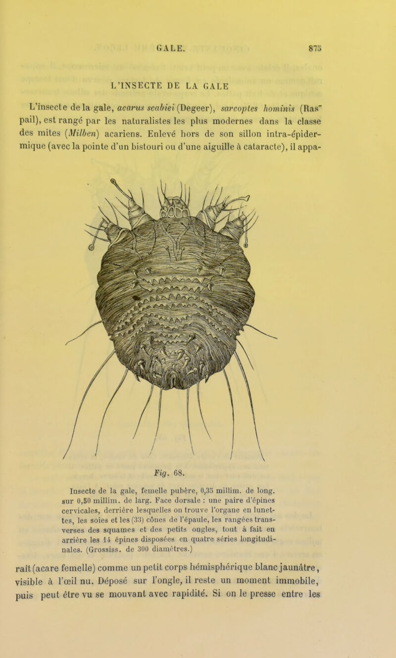 L'INSECTE DE LA GALE L'insecte de la gale, acarus scabie'i (Degeer), sarcoptes hominis (Ras pail), est rangé par les naturalistes les plus modernes dans la classe des mites (Milberi) acariens. Enlevé hors de son sillon intra-épider- mique (avec la pointe d'un bistouri ou d'une aiguille à cataracte), il appa- Fig. 68. Insecte de la gale, femelle pubère, 0,3.') inillim. de long, sur 0,50 millim. de larg. Face dorsale : une paire d'épines cervicales, derrière lesquelles ou trouve l'organe en lunet- tes, les soies et les (33) cônes de l'épaule, les rangées trans- verses des squames et des petits ougles, tout à fait en arrière les 14 épines disposées en quatre séries longitudi- nales. (Grossiss. de 300 diamètres.) rait(acare femelle) comme un petit corps hémisphérique blanc jaunâtre, visible à l'œil nu. Déposé sur l'ongle, il reste un moment immobile, puis peut être vu se mouvant avec rapidité. Si on le presse entre les