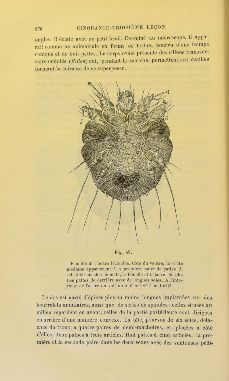 ongles, il éclate avec un petit bruit. Examiné au microscope, il appa- raît omme un animalcule en forme de tortue, pourvu d'une trompe conique et de huit pattes. Le corps ovale présente des sillons transver- saux ondulés (Mien) qui, pendant la marche, permettent aux écailles formant la cuirasse de se superposer. Fig. 69. Femelle de l'acare fécondée. Côté du ventre, la crête médiane appartenant à la première paire de pattes (il est différent chez le mâle, la femelle et la larve, Bergh). Les pattes de derrière avec de longues soies. A l'inté- rieur de l'acare on voit un œuf arrivé à maturité. Le dos est garni d'épines plus ou moins longues implantées sùr des bourrelets annulaires, ainsi que de séries de spinules; celles situées au milieu regardent en avant, celles de la partie postérieure sont dirigées en arrière d'une manière convexe. La tête, pourvue de six soies, déta- chée du tronc, a quatre paires de demi-mâchoires, et, placées à côté d'elles, deux palpes à trois articles. Huit pattes à cinq articles, la pre- mière et la seconde paire dans les deux sexes avec des ventouses pédi-
