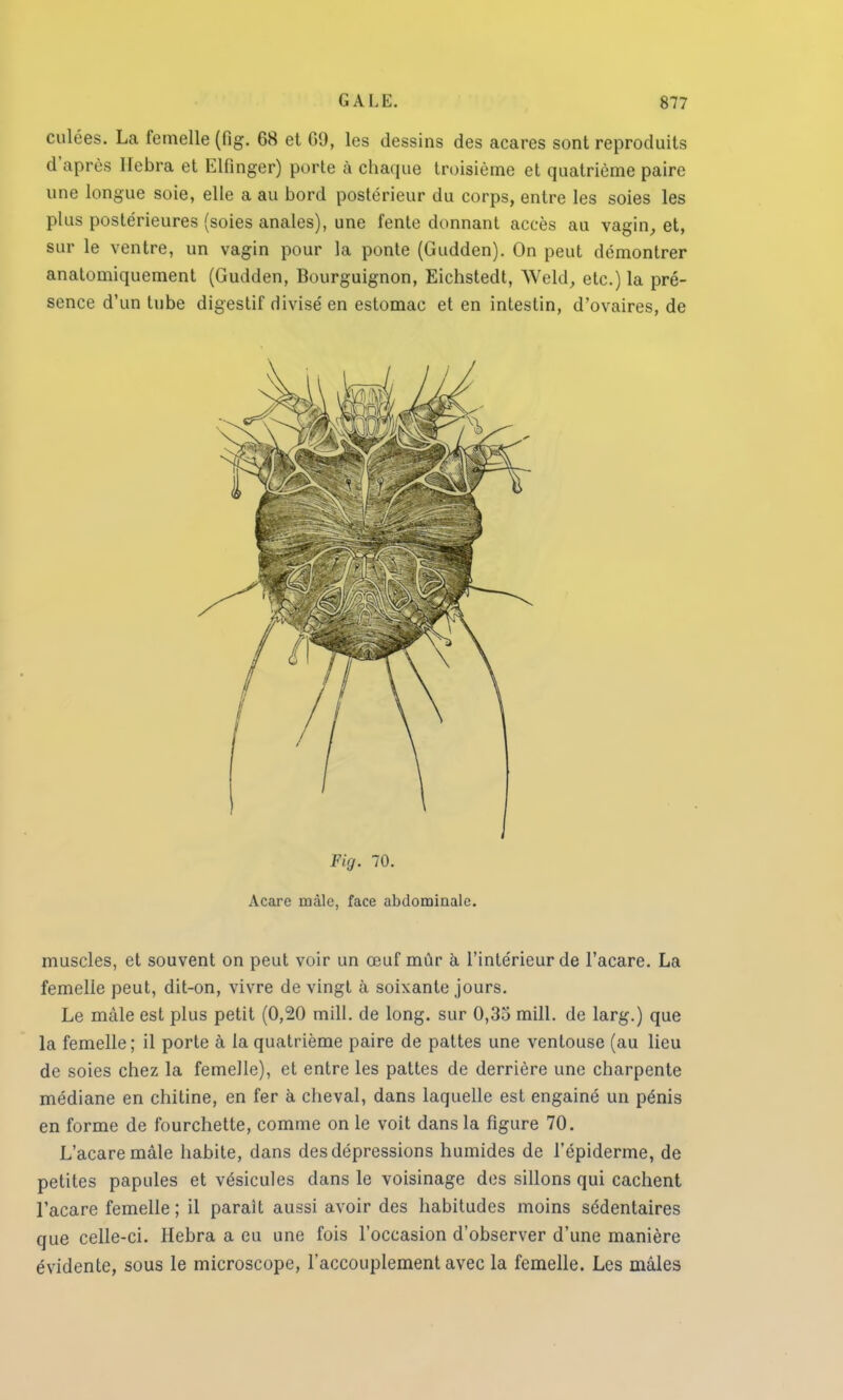 culées. La femelle (fig. 68 et 09, les dessins des acares sont reproduits d'après lfebra et Elfinger) porte à chaque troisième et quatrième paire une longue soie, elle a au bord postérieur du corps, entre les soies les plus postérieures (soies anales), une fente donnant accès au vagin, et, sur le ventre, un vagin pour la ponte (Gudden). On peut démontrer anatomiquement (Gudden, Bourguignon, Eichstedt, Weld, etc.) la pré- sence d'un tube digestif divisé en estomac et en intestin, d'ovaires, de Fig. 70. Acare raàle, face abdominale. muscles, et souvent on peut voir un œuf mûr à l'intérieur de l'acare. La femelle peut, dit-on, vivre de vingt à soixante jours. Le mâle est plus petit (0,20 mill. de long, sur 0,35 mill. de larg.) que la femelle; il porte à la quatrième paire de pattes une ventouse (au lieu de soies chez la femelle), et entre les pattes de derrière une charpente médiane en chitine, en fer à cheval, dans laquelle est engainé un pénis en forme de fourchette, comme on le voit dans la figure 70. L'acare mâle habite, dans des dépressions humides de l'épiderme, de petites papules et vésicules dans le voisinage des sillons qui cachent l'acare femelle ; il paraît aussi avoir des habitudes moins sédentaires que celle-ci. Hebra a eu une fois l'occasion d'observer d'une manière évidente, sous le microscope, l'accouplement avec la femelle. Les mâles