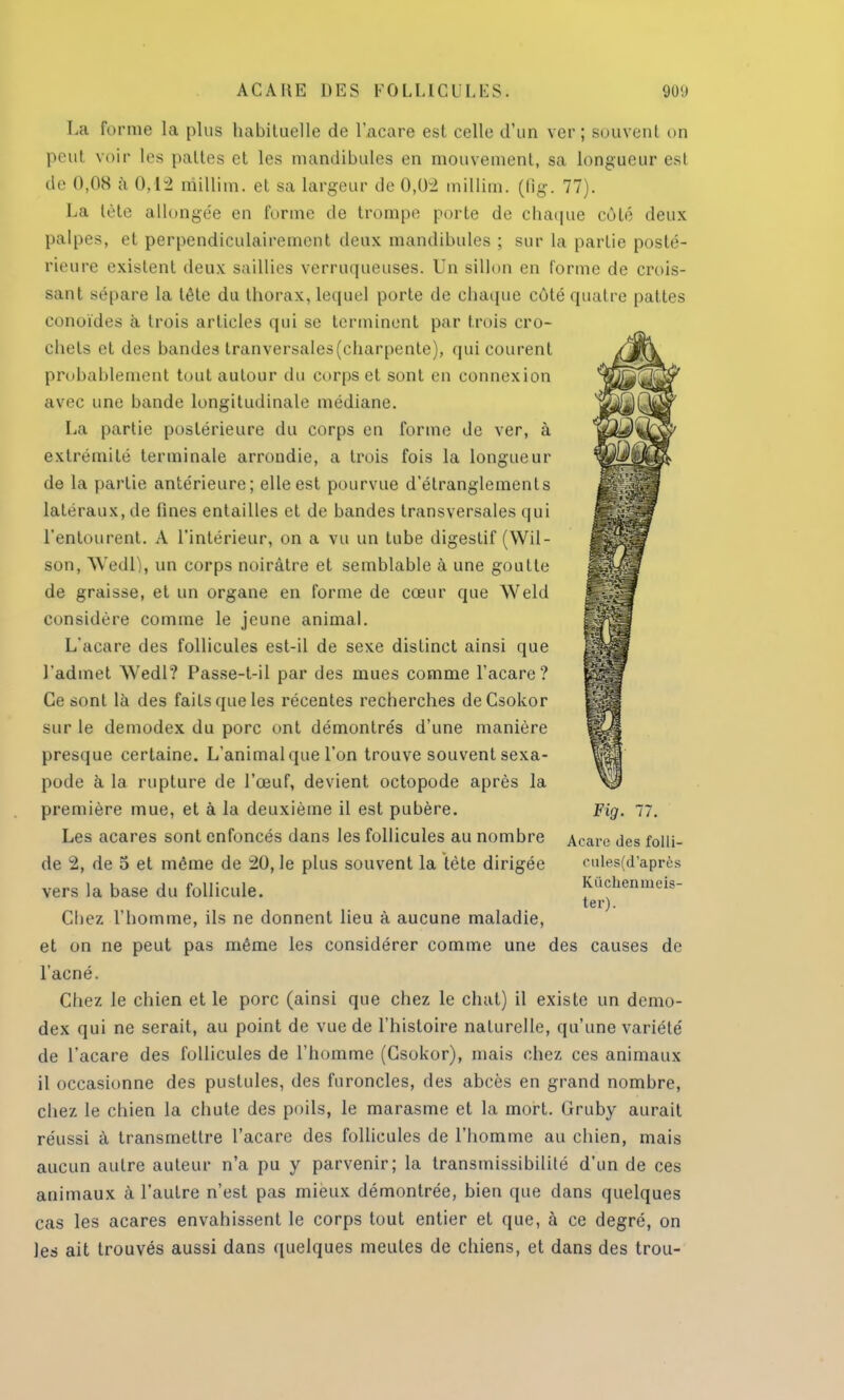 ACAItE DES FOLLICULES. 90!) La forme la plus habituelle de l'acare est celle d'un ver; souvent un peut voir 1rs pattes et les mandibules en mouvement, sa longueur est de 0,08 à 0,1:2 millim. et sa largeur de 0,02 millim. (fig. 77). La tète allongée en forme de trompe porte de chaque côté deux palpes, et perpendiculairement deux mandibules ; sur la partie posté- rieure existent deux saillies verruqueuses. Un sillon en forme de crois- sant sépare la tête du thorax, lequel porte de chaque côté quatre pattes conoïdes à trois articles qui se terminent par trois cro- chets et îles bandes tranversales(charpente), qui courent probablement tout autour du corps et sont en connexion avec une bande longitudinale médiane. La partie postérieure du corps en forme de ver, à extrémité terminale arrondie, a trois fois la longueur de la partie antérieure; elle est pourvue d'étranglements latéraux, de fines entailles et de bandes transversales qui l'entourent. A l'intérieur, on a vu un tube digestif (Wil- son, Wedl), un corps noirâtre et semblable à une goutte de graisse, et un organe en forme de cœur que Weld considère comme le jeune animal. L'acare des follicules est-il de sexe distinct ainsi que l'admet Wedl? Passe-t-il par des mues comme l'acare? Ce sont là des faits que les récentes recherches deCsokor sur le demodex du porc ont démontrés d'une manière presque certaine. L'animal que l'on trouve souvent sexa- pode à la rupture de l'œuf, devient octopode après la première mue, et à la deuxième il est pubère. Les acares sont enfoncés dans les follicules au nombre de 2, de 5 et même de 20, le plus souvent la tète dirigée vers la base du follicule. Chez l'homme, ils ne donnent lieu à aucune maladie, et on ne peut pas même les considérer comme une des causes de l'acné. Chez le chien et le porc (ainsi que chez le chat) il existe un demo- dex qui ne serait, au point de vue de l'histoire naturelle, qu'une variété de l'acare des follicules de l'homme (Csokor), mais chez ces animaux il occasionne des pustules, des furoncles, des abcès en grand nombre, chez le chien la chute des poils, le marasme et la mort. Gruby aurait réussi à transmettre l'acare des follicules de l'homme au chien, mais aucun autre auteur n'a pu y parvenir; la transmissibilité d'un de ces animaux à l'autre n'est pas mieux démontrée, bien que dans quelques cas les acares envahissent le corps tout entier et que, à ce degré, on les ait trouvés aussi dans quelques meutes de chiens, et dans des trou- Fig. 77. Acarc des folli- rules(d'api'ès Kiichenuieis- ter).