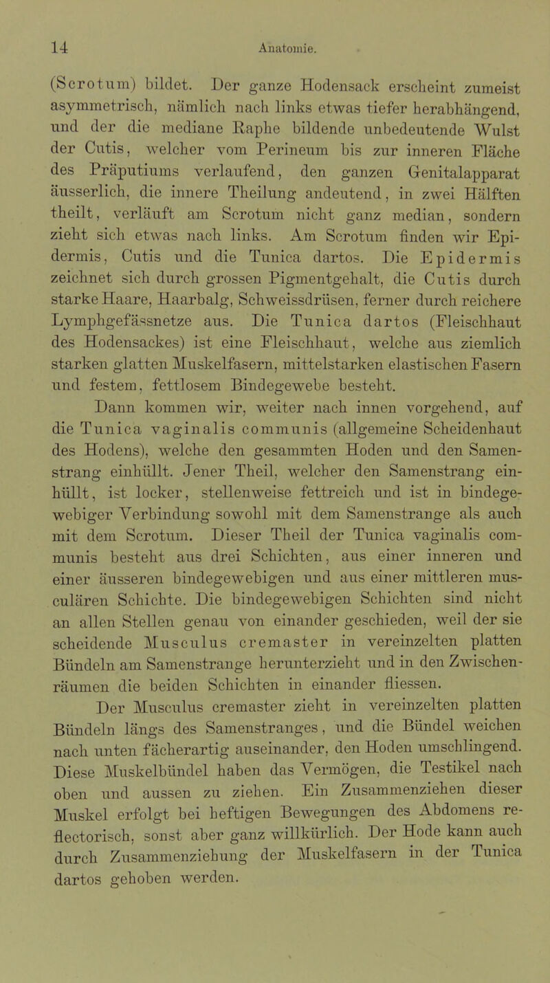 (Serotum) bildet. Der ganze Hodensack erscheint zumeist asymmetrisch, nämlich nach links etwas tiefer herabhängend, und der die mediane Raphe bildende unbedeutende Wulst der Cutis, welcher vom Perineum bis zur inneren Fläche des Präputiums verlaufend, den ganzen Genitalapparat äusserlich, die innere Theilung andeutend, in zwei Hälften theilt, verläuft am Scrotum nicht ganz median, sondern zieht sich etwas nach links. Am Scrotum finden wir Epi- dermis, Cutis und die Tunica dartos. Die Epidermis zeichnet sich durch grossen Pigmentgehalt, die Cutis durch starke Haare, Haarbalg, Schweissdrüsen, ferner durch reichere Lymphgefässnetze aus. Die Tunica dartos (Fleischhaut des Hodensackes) ist eine Fleischhaut, welche aus ziemlich starken glatten Muskelfasern, mittelstarken elastischen Fasern und festem, fettlosem Bindegewebe besteht. Dann kommen wir, weiter nach innen vorgehend, auf die Tunica vaginalis communis (allgemeine Scheidenhaut des Hodens), welche den gesummten Hoden und den Samen- strang einhüllt. Jener Theil, welcher den Samenstrang ein- hüllt, ist locker, stellenweise fettreich und ist in bindege- webiger Verbindung sowohl mit dem Samenstrange als auch mit dem Scrotum. Dieser Theil der Tunica vaginalis com- munis besteht aus drei Schichten, aus einer inneren und einer äusseren bindegewebigen und aus einer mittleren mus- culären Schichte. Die bindegewebigen Schichten sind nicht an allen Stellen genau von einander geschieden, weil der sie scheidende Musculus cremaster in vereinzelten platten Bündeln am Samenstrange herunterzieht und in den Zwischen- räumen die beiden Schichten in einander fliessen. Der Musculus cremaster zieht in vereinzelten platten Bündeln längs des Samenstranges, und die Bündel weichen nach unten fächerartig auseinander, den Hoden umschlingend. Diese Muskelbündel haben das Vermögen, die Testikel nach oben und aussen zu ziehen. Ein Zusammenziehen dieser Muskel erfolgt bei heftigen Bewegungen des Abdomens re- flectorisch, sonst aber ganz willkürlich. Der Hode kann auch durch Zusammenziehung der Muskelfasern in der Tunica dartos gehoben werden.