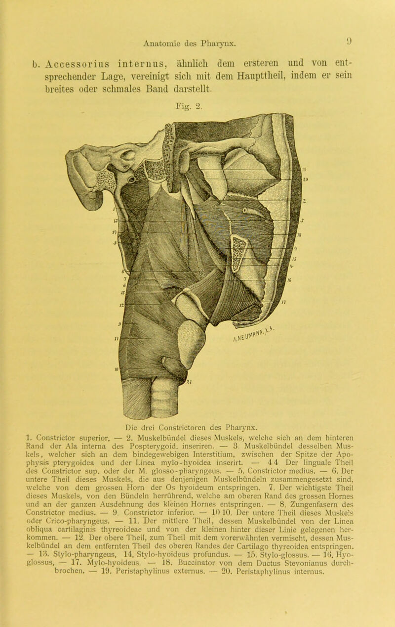 b. Accessorius internus, ähnlich dem ersteren und von ent- sprechender Lage, vereinigt sich mit dem Haupttheil, indem er sein breites oder schmales Band darstellt. Pig. Die drei Constrictoren des Pharynx. 1. Constrictor superior. — 2. Muskelbündel dieses Muskels, welche sich an dem hinteren Rand der Ala interna des Pospterygoid. inseriren. — 3 Muskelbündel desselben Mus- kels, welcher sich an dem bindegewebigen Interstitium, zwischen der Spitze der Apo- physis pterygoidea und der Linea mylo-hyoidea inserirt. — 4 4 Der linguale Theil des Constrictor sup. oder der M. glosso-pharyngeus. — 5. Constrictor medius. — (>. Der untere Theil dieses Muskels, die aus denjenigen Muskelbündeln zusammengesetzt sind, welche von dem grossen Horn der Os hyoideum entspringen. 7. Der wichtigste Theil dieses Muskels, von den Bündeln herrührend, welche am oberen Rand des grossen Hornes und an der ganzen Ausdehnung des kleinen Hornes entspringen. — 8. Zungenfasern des Constrictor medius. — 9. Constrictor inferior. — 10 10. Der untere Theil dieses Muskels oder Crico-pharyngeus. — 11. Der mittlere Theil, dessen Muskclbündel von der Linea obliqua cartilaginis thyreoideae und von der kleinen hinter dieser Linie gelegenen her- kommen. — 12. Der obere Theil, zum Theil mit dem vorerwähnten vermischt, dessen Mus- kelbündel an dem entfernten Theil des oberen Randes der Cartilago thyreoidea entspringen. — 13. Stylo-pharyngeus. 14. Stylo-hyoideus profundus. — 15. Stylo-glossus. — Hi. Hyo- glossus. — 17. Mylo-hyoideus. — 18. Buccinator von dem Ductus Stevonianus durch- brochen. — 19. Peristaphylinus externus. — 20. Peristaphylinus internus.