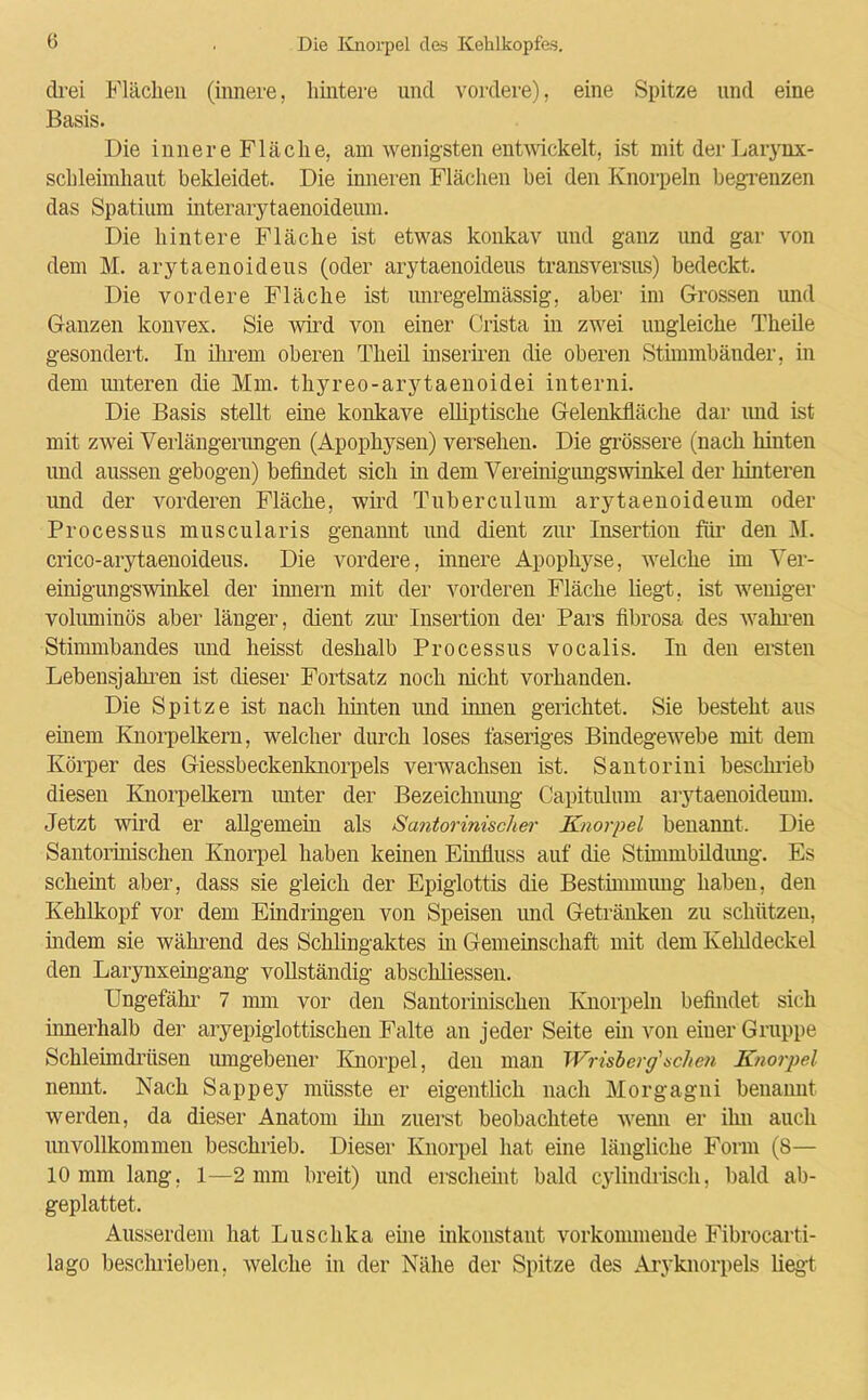 drei Flächen (innere, hintere und vordere), eine Spitze und eine Basis. Die innere Fläche, am wenigsten entwickelt, ist mit derLarynx- schleimhaut bekleidet. Die inneren Flächen bei den Knorpeln begrenzen das Spatium interarytaenoideum. Die hintere Fläche ist etwas konkav und ganz und gar von dem M. arytaenoideus (oder arytaenoideus transversus) bedeckt. Die vordere Fläche ist unregelmässig, aber im Grossen und Ganzen konvex. Sie wird von einer Crista in zwei ungleiche Theile gesondert. In ihrem oberen Theil inseriren die oberen Stimmbänder, in dem unteren die Mm. thyreo-arytaenoidei interni. Die Basis stellt eine konkave elliptische Gelenkfläche dar und ist mit zwei Verlängerungen (Apophysen) versehen. Die grössere (nach hinten und aussen gebogen) befindet sich in dem Vereinigimgswinkel der hinteren und der vorderen Fläche, wird Tuberculum arytaenoideum oder Processus muscularis genannt und dient zur Insertion für den M. crico-arytaenoideus. Die vordere, innere Apophyse, welche im Ver- einigungswinkel der innern mit der vorderen Fläche liegt, ist weniger voluminös aber länger, dient zur Insertion der Pars fibrosa des wahren Stimmbandes imd heisst deshalb Processus vocalis. In den ersten Lebensjahren ist dieser Fortsatz noch nicht vorhanden. Die Spitze ist nach hinten und innen gerichtet. Sie besteht aus einem Knorpelkern, welcher durch loses faseriges Bindegewebe mit dem Körper des Giessbeckenknorpels verwachsen ist. Santorini beschrieb diesen Knorpelkern unter der Bezeichnung Capitiüum arytaenoideum. Jetzt wird er allgemein als Santorinischer Knorpel benannt. Die Santorinischen Knorpel haben keinen Einfluss auf die Stimmbildimg. Es scheint aber, dass sie gleich der Epiglottis die Bestimmung haben, den Kehlkopf vor dem Eindringen von Speisen und Getränken zu schützen, indem sie während des Schlingaktes hi Gemeinschaft mit dem Kehldeckel den Larynxeingang vollständig abscliliessen. Ungefähr 7 nun vor den Santorinischen Knorpeln befindet sich innerhalb der aryepiglottischen Falte an jeder Seite ein von einer Gruppe Schleimdrüsen umgebener Knorpel, den man Wrisberg'sehen Knorpel nemit. Nach Sappey müsste er eigentlich nach Morgagni benannt werden, da dieser Anatom ihn zuerst beobachtete wenn er ihn auch unvollkommen beschrieb. Dieser Knorpel hat eine längliche Form (8— 10 mm lang, 1—2 mm breit) und erscheint bald cylindrisch, bald ab- geplattet. Ausserdem hat Luschka eine inkonstant vorkommende Fibrocarti- lago beschrieben, welche in der Nähe der Spitze des Aryknorpels liegt