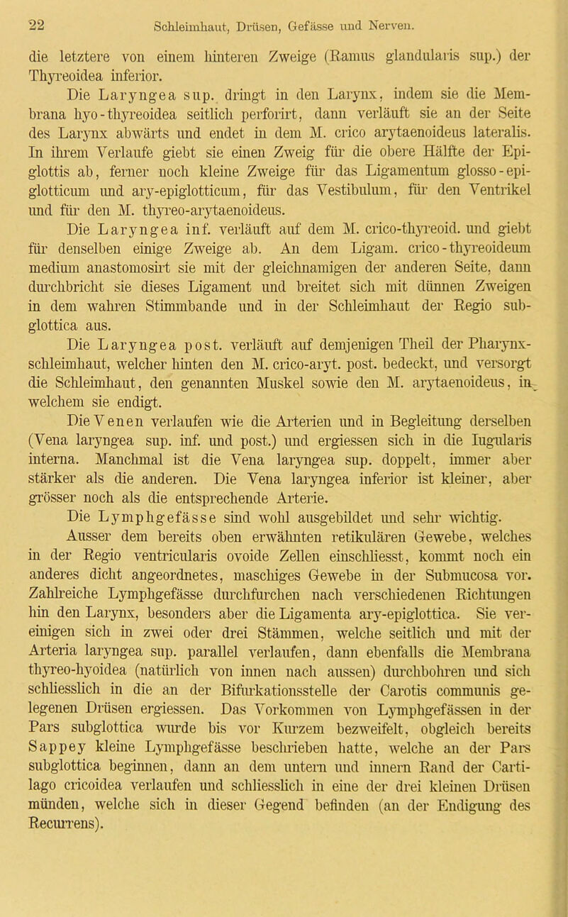 die letztere von einem hinteren Zweige (Ramus glandularis sup.) der 'Thyreoidea inferior. Die Laryngea sup. dringt in den Larynx, indem sie die Mem- brana hyo - thyreoidea seitlich perforirt, dann verläuft sie an der Seite des Larynx abwärts und endet in dem M. crico arytaenoideus lateralis. In ihrem Verlaufe giebt sie einen Zweig für die obere Hälfte der Epi- glottis ab, ferner noch kleine Zweige für das Ligamentum glosso-epi- glotticum imd ary-epiglotticum, für das Vestibulum, für den Ventrikel und für den M. thyreo-arytaenoideus. Die Laryngea inf. verläuft auf dem M. crico-thyreoid. und giebt für denselben einige Zweige ab. An dem Ligam. crico - thyreoideum medium anastomosirt sie mit der gleichnamigen der anderen Seite, dann durchbricht sie dieses Ligament und breitet sich mit dünnen Zweigen in dem wahren Stimmbande und in der Schleimhaut der Regio sub- glottica aus. Die Laryngea post, verläuft auf demjenigen Th eil der Pharynx- schleimhaut, welcher hinten den M. crico-aryt. post, bedeckt, und versorgt die Schleimhaut, den genannten Muskel sowie den M. arytaenoideus, in- welchem sie endigt. Die Venen verlaufen wie die Arterien und in Begleitung derselben (Vena laryngea sup. inf. und post.) und ergiessen sich in die Iugularis interna. Manchmal ist die Vena laryngea sup. doppelt, immer aber stärker als die anderen. Die Vena laryngea inferior ist kleiner, aber grösser noch als die entsprechende Arterie. Die Lymphgefässe sind wohl ausgebildet imd sein’ wichtig. Ausser dem bereits oben erwähnten retikulären Gewebe, welches in der Regio ventricularis ovoide Zellen einschliesst, kommt noch ein anderes dicht angeordnetes, maschiges Gewebe in der Submucosa vor. Zahlreiche Lymphgefässe durchfurchen nach verschiedenen Richtungen hin den Larynx, besonders aber die Ligamenta ary-epiglottica. Sie ver- einigen sich in zwei oder drei Stämmen, welche seitlich und mit der Arteria laryngea sup. parallel verlaufen, dann ebenfalls die Membrana thyreo-hyoidea (natürlich von innen nach aussen) durchbohren und sich schliesslich in die an der Bifurkationsstelle der Carotis communis ge- legenen Drüsen ergiessen. Das Vorkommen von Lymphgefässen in der Pars subglottica wurde bis vor Kurzem bezweifelt, obgleich bereits Sappey kleine Lymphgefässe beschrieben hatte, welche an der Pars subglottica beginnen, dann an dem untern und innern Rand der Carti- lago cricoidea verlaufen und schliesslich in eine der drei kleinen Drüsen münden, welche sich in dieser Gegend befinden (an der Endigung des Recurrens).