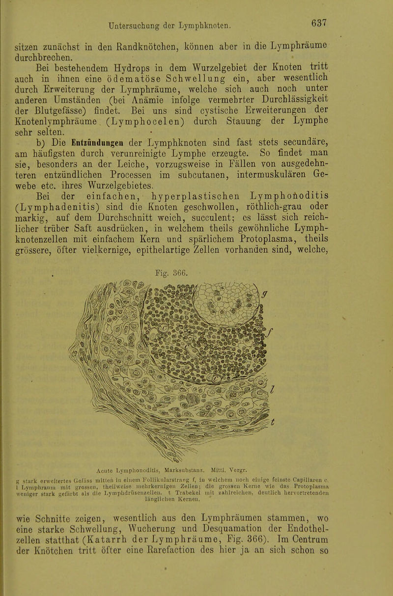 sitzen zunächst in den Randknötchen, können aber in die Lymphräume durchbrechen. Bei bestehendem Hydrops in dem Wurzelgebiet der Knoten tritt auch in ihnen eine ödematöse Schwellung ein, aber wesentlich durch Erweiterung der Lymphräume, welche sich auch noch unter anderen Umständen (bei Anämie infolge vermehrter Durchlässigkeit der Blutgefässe) findet Bei uns sind cystische Erweiterungen der Knotenlymphräume. (Lymphocelen) durch Stauung der Lymphe sehr selten. b) Die Entzündungen der Lymphknoten sind fast stets secundäre, am häufigsten durch verunreinigte Lymphe erzeugte. So findet man sie, besonders an der Leiche, vorzugsweise in Fällen von ausgedehn- teren entzündlichen Processen im subcutanen, intermuskulären Ge- webe etc. ihres Wurzelgebietes. Bei der einfachen, hyperplastischen Lymphofioditis (Lymphadenitis) sind die Knoten geschwollen, röthlich-grau oder markig, auf dem Durchschnitt weich, succulent; es lässt sich reich- licher trüber Saft ausdrücken, in welchem theils gewöhnliche Lymph- knotenzellen mit einfachem Kern und spärlichem Protoplasma, theils grössere, öfter vielkernige, epithelartige Zellen vorhanden sind, welche, Fig. 366. Acute Lymplionoditis, Marksubstanr.. Mittl. Vergr. g stark erweitertes Gefäss mitten in einem Kollikiilarstrang f, in welcliem iiodi einige feinste Capillaren c. 1 Lymplirauni mit grossen, theihveisc inehrkernigeu Zellen; die grossen Korne wie das Protoplasma weniger stark gel'iirbt als die Lymphdriisenzellen. t Trabekel mit zahlreichen, deutlich hervortretenden länglichen Kernen. wie Schnitte zeigen, wesentlich aus den Lymphräumen stammen, wo eine starke Schwellung, Wucherung und Desquamation der Endothel- zellen statthat (Katarrh der Lymphräume, Fig. 366). Im Centrara der Knötchen tritt öfter eine Karefaction des hier ja an sich schon so