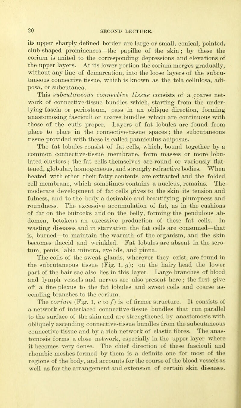 its upper sharply defined border are large or small, conical, pointed, club-shaped prominences—the papillae of the skin; by these the corium is united to the corresponding depressions and elevations of the upper layers. At its lower portion the corium merges gradually, without any line of demarcation, into the loose layers of the subcu- taneous connective tissue, which is known as the tela cellulosa, adi- posa, or subcutanea. This subcutaneous connective tissue consists of a coarse net- work of connective-tissue bundles which, starting from the under- lying fascia or periosteum, pass in an oblique direction, forming anastomosing fasciculi or coarse bundles which are continuous with those of the cutis proper. Layers of fat lobules are found from place to place in the connective-tissue spaces ; the subcutaneous tissue provided with these is called pannieulus adiposus. The fat lobules consist of fat cells, which, bound together by a common connective-tissue membrane, form masses or more lobu- lated clusters ; the fat cells themselves are round or variously flat- tened, globular, liomogeneous, and strongly refractive bodies. When heated with ether their fatty contents are extracted and the folded cell membrane, which sometimes contains a nucleus, remains. The moderate development of fat cells gives to the skin its tension and fulness, and to the body a desirable and beautifying plumpness and roundness. The excessive accumulation of fat, as in the cushions of fat on the buttocks and on the belly, forming the pendulous ab- domen, betokens an excessive production of these fat cells. In wasting diseases and in starvation the fat cells are consumed—that is, bvirned—to maintain the warmth of the organism, and the skin becomes flaccid and Avrinkled. Fat lobules are absent in the scro- tum, penis, labia minora, eyelids, and pinna. The coils of the sweat glands, wherever they exist, are found in the subcutaneous tissue (Fig. 1, {/); on the hairy head the lower part of the hair sac also lies in this layer. Large branches of blood and lymph vessels and nerves are also px-esent here; the first give off a fine plexus to the fat lobules and sweat coils and coarse as- cending branches to the corium. The corium (Fig. 1, c to/) is of firmer structui'e. It consists of a network of interlaced connective-tissue bundles that run parallel to the surface of the skin and are strengthened by anastomosis with obliquely ascending connective-tissue bundles from the subcutaneous connective tissue and b}' a rich network of elastic fibres. The anas- tomosis forms a close network, especially in the upper layer where it becomes very dense. The chief direction of these fasciculi and rhombic meshes formed by them is a definite one for most of the regions of the body, and accounts for the course of the blood vessels as well as for the arrangement and extension of certain skin diseases.