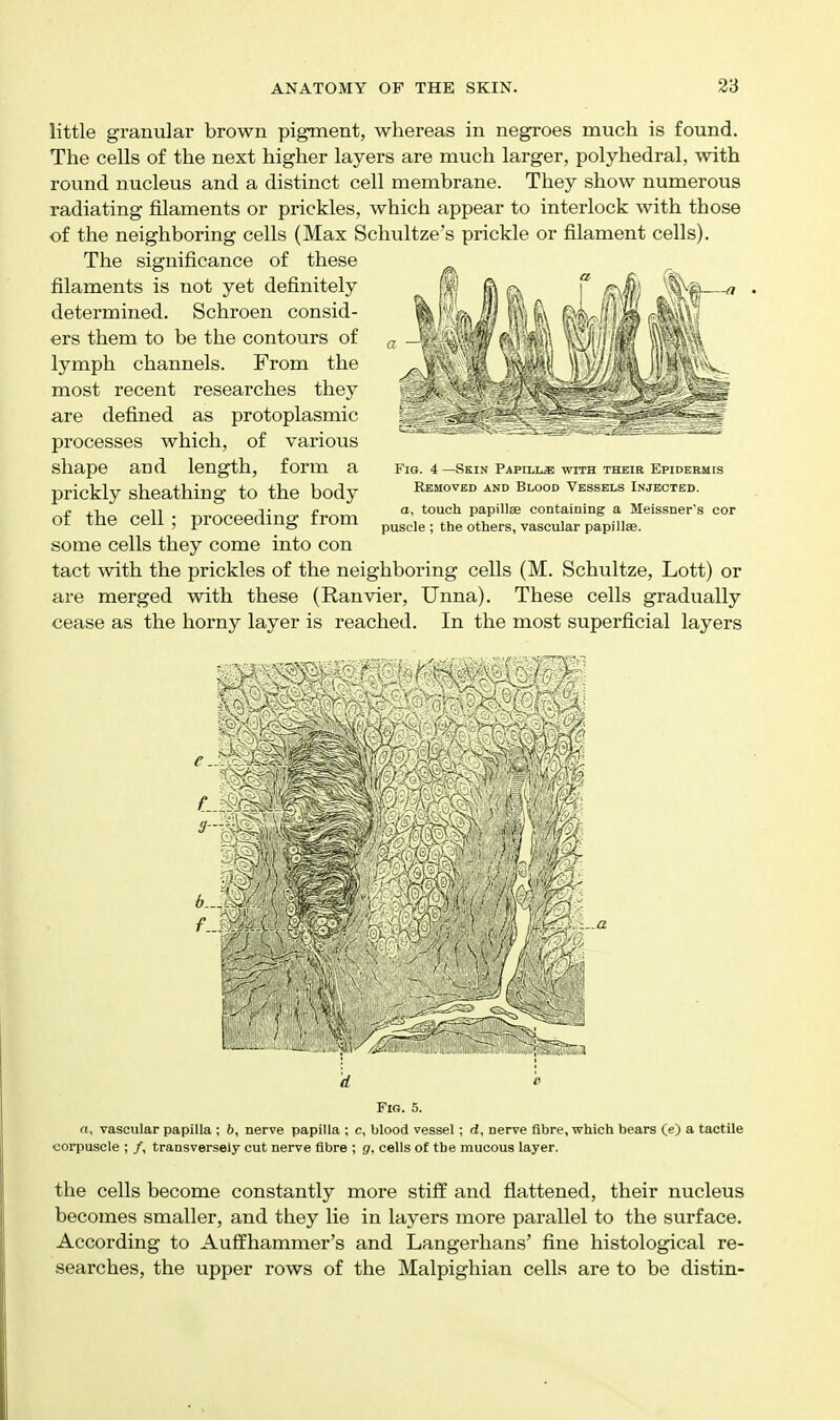 little granular brown pigment, whereas in negroes much is found. The cells of the next higher layers are much larger, polyhedral, with round nucleus and a distinct cell membrane. They show numerous radiating filaments or prickles, which appear to interlock with those of the neighboring cells (Max Schultze's prickle or filament cells). The significance of these filaments is not yet definitely determined. Schroen consid- ers them to be the contours of lymph channels. From the most recent researches they are defined as protoplasmic processes which, of various shape and length, form a prickly sheathing to the body of the cell ; proceeding from some cells they come into con tact with the prickles of the neighboring cells (M. Schultze, Lott) or are merged with these (Ranvier, Unna). These cells gradually cease as the horny layer is reached. In the most superficial layers Fig. 4 —Skin Paptt.t.j; with their Epidermis Removed and Blood Vessels Injected. a, touch papillae contaiuing a Meissner's cor puscle ; the others, vascular papillae. Fig. 5. a, vascular papilla ; 6, nerve papilla ; c, blood vessel; d, nerve fibre, which bears (e) a tactile corpuscle ; /, transversely cut nerve fibre ; g. cells of the mucous layer. the cells become constantly more stiff and flattened, their nucleus becomes smaller, and they lie in layers more parallel to the surface. According to Auffhammer's and Langerhans' fine histological re- searches, the upper rows of the Malpighian cells are to be distin-