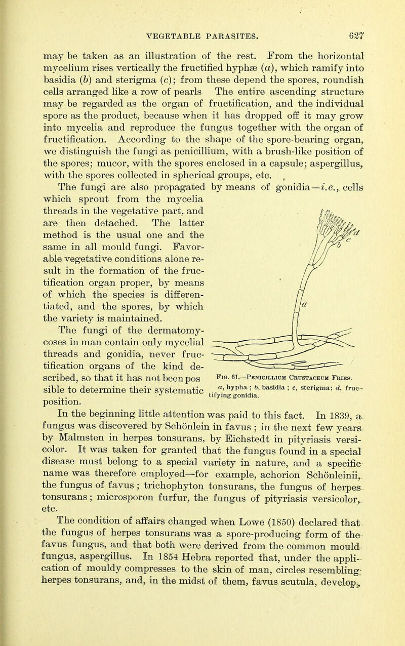 may be taken as an illustration of the rest. From the horizontal mycelium rises vertically the fructified hyphae (a), which ramify into basidia (&) and sterigma (c); from these depend the spores, roundish cells arranged like a row of pearls The entire ascending structure may be regarded as the organ of fructification, and the individual spore as the product, because when it has dropped off it may grow into mycelia and reproduce the fungus together with the organ of fructification. According to the shape of the spore-bearing organ, we distinguish the fungi as penicillium, with a brush-like position of the spores; mucor, with the spores enclosed in a capsule; aspergillus, with the spores collected in spherical groups, etc. The fungi are also propagated by means of gonidia—i.e., cells which sprout from the mycelia threads in the vegetative part, and are then detached. The latter method is the usual one and the same in all mould fungi. Favor- able vegetative conditions alone re- sult in the formation of the fruc- tification organ proper, by means of which the species is differen- tiated, and the spores, by which the variety is maintained. The fungi of the dermatomy- coses in man contain only mycelial threads and gonidia, never fruc- tification organs of the kind de- scribed, so that it has not been pos 61.-penioillium crdstaceum fries. sible to determine their systematic ^^^^'^'^^^^'smu; fruc- . . tifymg gomdia. position. In the beginning little attention was paid to this fact. In 1839, a. fungus was discovered by Schonlein in favus ; in the next few years- by Malmsten in herpes tonsurans, by Eichstedt in pityriasis versi- color. It was taken for granted that the fungus found in a special disease must belong to a special variety in nature, and a specific name was therefore employed—for example, achorion Schonleinii,. the fungus of favus ; trichophyton tonsurans, the fungus of herpes. tonsurans; microsporon furfur, the fungus of pityriasis versicolor^, etc. The condition of affairs changed when Lowe (1850) declared that, the fungus of herpes tonsurans was a spore-producing form of the • favus fungus, and that both were derived from the common mould: fungus, aspergillus. In 1854 Hebra reported that, under the appli- cation of mouldy compresses to the skin of man, circles resembling; herpes tonsurans, and, in the midst of them, favus scutula, develop.