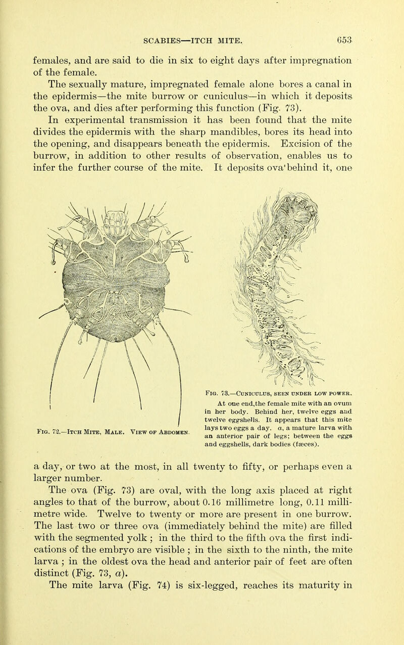 females, and are said to die in six to eight days after impregnation of the female. The sexually mature, impregnated female alone bores a canal in the epidermis—the mite burrow or cuniculus'—in which it deposits the ova, and dies after performing this function (Fig. 73). In experimental transmission it has been found that the mite divides the epidermis with the sharp mandibles, bores its head into the opening, and disappears beneath the epidermis. Excision of the burrow, in addition to other results of observation, enables us to infer the further course of the mite. It deposits ova' behind it, one a day, or two at the most, in all twenty to fifty, or perhaps even a larger number. The ova (Fig. 73) are oval, with the long axis placed at right angles to that of the burrow, about 0.16 millimetre long, 0.11 milli- metre wide. Twelve to twenty or more are present in one burrow. The last two or three ova (immediately behind the mite) are filled with the segmented yolk ; in the third to the fifth ova the first indi- cations of the embryo are visible ; in the sixth to the ninth, the mite larva ; in the oldest ova the head and anterior pair of feet are often distinct (Fig. 73, a). The mite larva (Fig. 74) is six-legged, reaches its maturity in At one end,the female mite with an ovum in her body. Behind her, twelve eggs and twelve eggshells. It appears that this mite lays two eggs a day. a, a mature larva with an anterior pair of legs; between the eggs and eggshells, dark bodies (faeces). Fig. 73.—Itch Mite, Male. View of Abdomen.