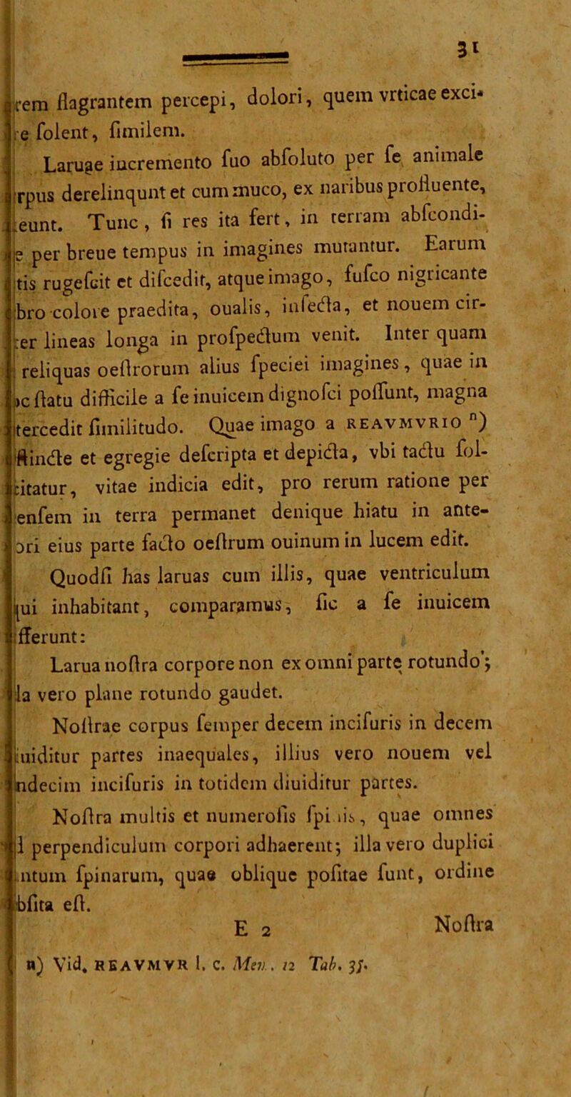 3* jrem.flagrantem percepi, dolori, quern vrticae exci- e folent, fimilem. Laruge iucremento fuo abfoluto per fe animalc rrpus derelinqunt et cummuco, ex naribus profluente, .eunt. Tunc, fi res ita fert, in terram abfcondi- e per breue tempus in imagines mutantur. Eaiuin tis rugefcit et difcedit, atqueimago, fufco nigricante bro coloie praedita, oualis, infeda, et nouem cir- :er lineas longa in profpedum venit. Intel quam reliquas oefirorum alius fpeciei imagines, quae in jcftatu difficile a fe inuieem dignofci poflunt, magna tercedit limilitudo. Quae imago a reavmvrio ) ■ftinde et egregie defcripta et depida, vbi tadu fol- Litatur, vitae indicia edit, pro rerum ratione per enfem in terra permanet denique hiatu in ante- 3ri eius parte fado oefirum ouinum in lucem edit. Quodfi has laruas cum illis, quae ventriculum |ui inhabitant, comparamus, fie a fe inuieem fferunt: Laruanofira corporenon ex omni parte rotundo’; la vero plane rotundo gaudet. Nollrae corpus femper decern incifuris in decern iiuiditur partes inaequales, illius vero nouem vel indecim incifuris in totidem diuiditur partes. Nofira multis et numerofis fpiffi, quae omnes |1 perpendiculum corpori adhaerent; ilia vero duplici Lntum fpinarum, quae oblique pofitae funt, ordine bfita efi. E 2 Nofira n) Vid. REAVMVR 1. C. Men. n Tab. ?/.