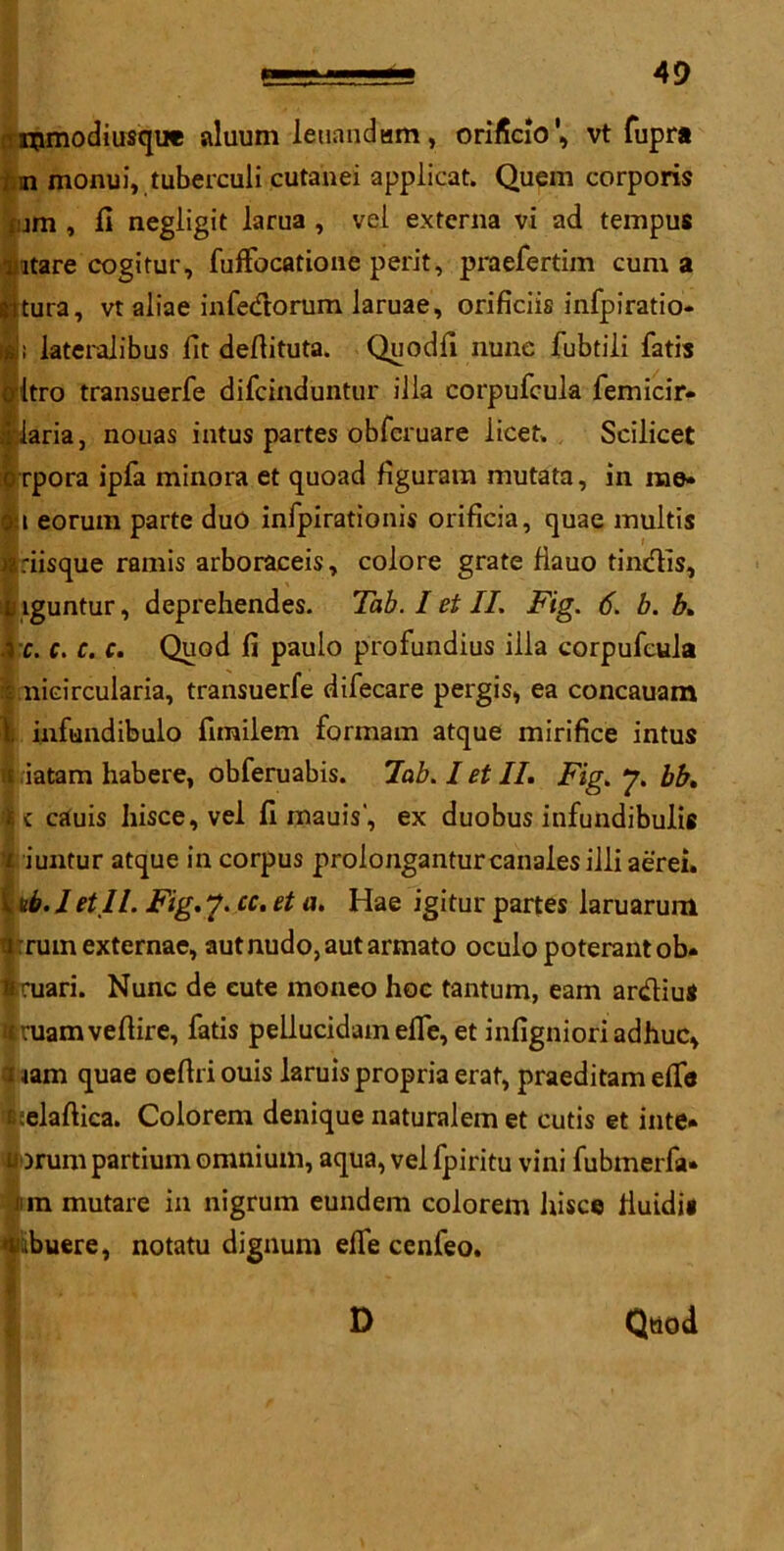 mmodiusqu* aluum ieuandam, orifido', vt fupra fin monui, tuberculi cutanei applicat. Quem corporis ;!jm , fl negligit larua , vel externa vi ad tempus ntare cogitur, fuffocatione perit, praefertim cum a Situra, vt aliae infedtorum laruae, orificiis infpiratio- -a; lateralibus lit deftituta. Quodll nune fubtili fatis tritro transuerfe difeinduntur ilia corpufcula femicir- iHaria, nouas intus partes obferuare licet. Scilicet 0 rpora ipfa minora et quoad figuram mutata, in me- <j i eorum parte duo infpirationis orificia, quae multis «:iisque ramis arboraceis, colore grate flauo tindis, li iguntur, deprehendes. Tab. I et II. Fig. 6. b. b. A c. c. c. c. Quod fi paulo profundius ilia corpufcula inicircularia, transuerfe difecare pergis, ea concauam infundibulo fimilem formam atque mirifice intus ii iatam habere, obferuabis. Tab. I et II. Fig. J. bb. A c cauis hisce, vel fi mauis', ex duobus infundibulis L riuntur atque in corpus prolonganturcanalesilliaerei. v tib. I etll. Fig. 7. cc. et a. Hae igitur partes laruarum lirrum externae, autnudo,autarmato oculopoterantob* Bcuari. Nunc de cute moneo hoc tantum, earn ardiuS ttruamvefiire, fatis pellucidameffe, et infigniori adhuc, 1 jam quae oeftri ouis laruis propria erat, praeditam elTe tBielaftica. Colorem denique naturalem et cutis et inte* Drum partium omnium, aqua, vel fpiritu vini fubmerfa* 1 in mutare in nigrum eundem colorem hisce lluidii ibuere, notatu dignum elfe cenfeo. Qtiod D