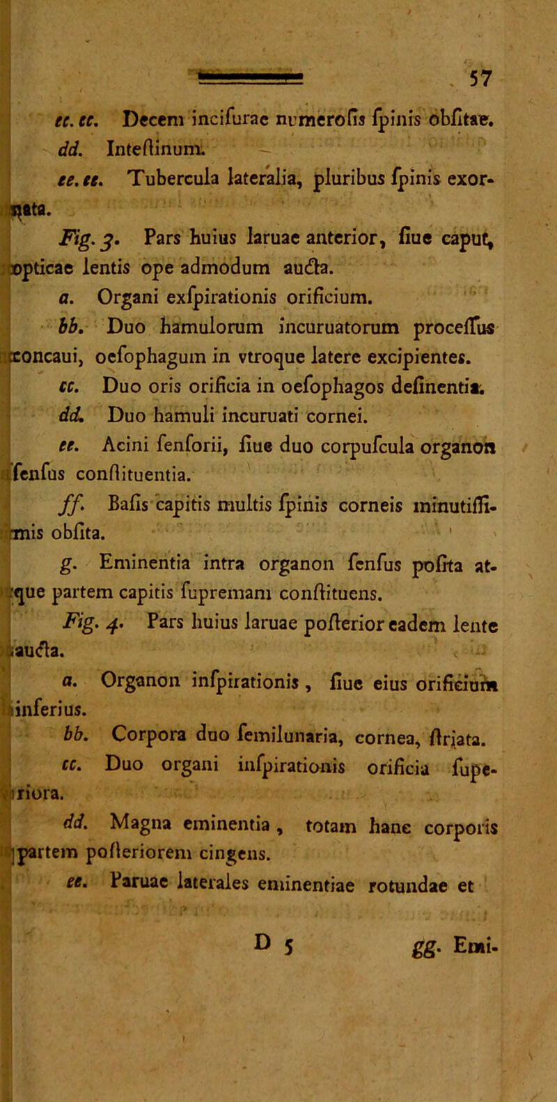 ee. ee. Decern incifurae numerofis fpinis obdtae. dd. Intedinum. ee. ee. Tubercula lateralia, pluribus fpinis exor- Fig. 3. Pars huius laruae anterior, fiue caput, jjpticae lends ope admodum au<da. a. Organi exfpirationis orificium. bb. Duo hamulorum incuruatorum procefTus iijroncaui, oefophagum in vtrocjue latere excipientes. cc. Duo oris orificia in oefophagos definentia; dd. Duo hamuli incuruati cornei. ee. Acini fenforii, fiue duo corpufcula organon ifenfus confiituentia. ff. Bads capitis multis fpinis corneis minutiffi- rmis obfita. 1 g. Eminentia intra organon fenfus pofita at- :que partem capitis fupremam conditucns. Fig. 4. Pars huius laruae poderior eadem lente .autda. ' ■ ■’ f a. Organon infpirationis , due eius orificium k infer i us. bb. Corpora duo femilunaria, cornea, drjata. cc. Duo organi infpirationis orificia fupe- iriora. dd. Magna eminentia , totain hane corporis ipartem poderiorem cingens. ee. Paruae iaterales eminentiae rotundae et D 5 gg. Emi-