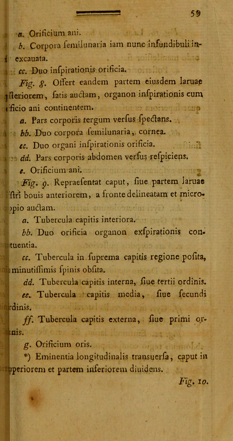 59 I a. Orificium ani. 4 b. Corpora femilunaria iam nunc infundibuii in- i excauata. a cc. Duo infpirationis orificia. Fig. 8- Offert eandem partem eiusdem laruap .j fteriorem, fatisaudam, organon infpirationis cum ificio ani continentem. .d a. Pars corporis tergum verfus fpedans. . ) bb. Duo corpora femilunaria,. cornea. cc. Duo organi infpirationis orificia. y ■ dd. Pars corporis abdomen verfus refpiciens. e. Orificium ani. Fig. p. Repraefentat caput, fiue partem Jaruae i'ftn bouis anteriorem, a frontedelineatam et micro- i >pio audam. a. Tubercula capitis interiora. bb. Duo orificia organon exfpirationis con- ■tuentia. cc. Tubercula in fuprema capitis regione pofita, ■ minutiffimis fpinis obfita. dd. Tubercula capitis interna, fiue tertii ordinis. w. Tubercula capitis media, fiue fecundi Brdinis. ff. Tubercula capitis externa, fiue primi or- atnis. g. Orificium oris. *) Eminentia longitudinalis transuerfa, caput in J^periorem et partem inferiorem diuidens. Fig. io. i