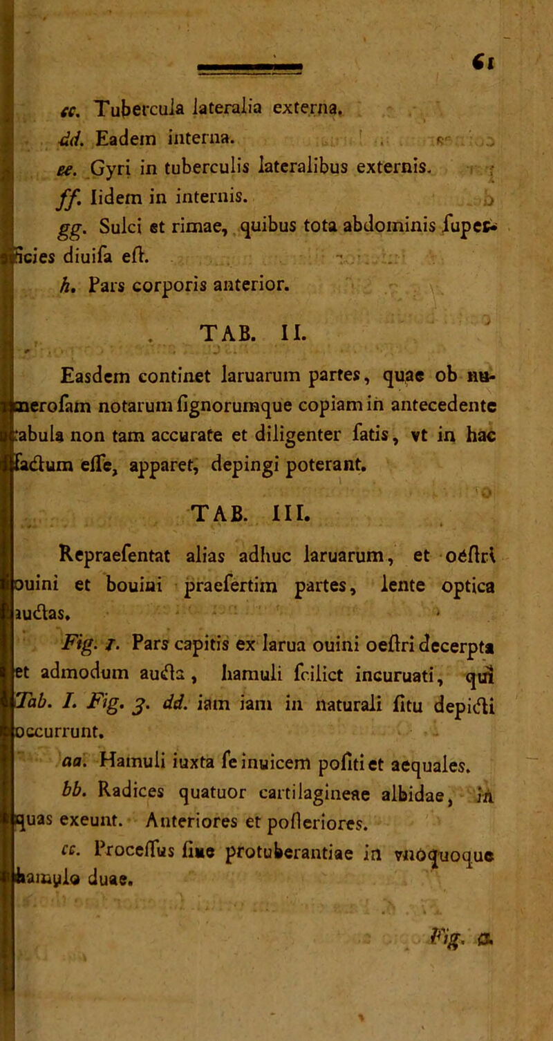 tc. Tubercula lateralia externa. dd. Eadein interna. *- ee. Gyri in tuberculis lateralibus extends. ff. lidetn in internis. :J gg. Sulci et rimae, quibus tota abdominis iupec* icies diuifa eft. h. Pars corporis anterior. .v. TAB. II. Easdem continet laruarum partes, quae ob nu- ,erofam notarum fignorumque copiamiri antecedente abuU non tam accurate et diligenter fatis, vt in hac urn efle, apparet, depingi poterant. - ' . '  »■ -i. . -0 TAB. III. Repraefentat alias adhuc laruarum, et oeftrl uini et bouini praefertim partes, lente optica audas. * Fig. /. Pars capitis ex Iarua ouini oeftri decerpta et admodum aufta, hamuli fcilict incuruati, quii Tab. I. Fig. 3. dd. iam iam in naturali fttu depidi occurrunt. aa. Hamuli iuxta feinuicem pofttiet aequales. bb. Radices quatuor cartilagineae albidae, in uas exeunt. Anteriores et pofleriores. cr. ProceiTus fine protuberantiae in vnoquoquc hamylo duae. Fig. ft