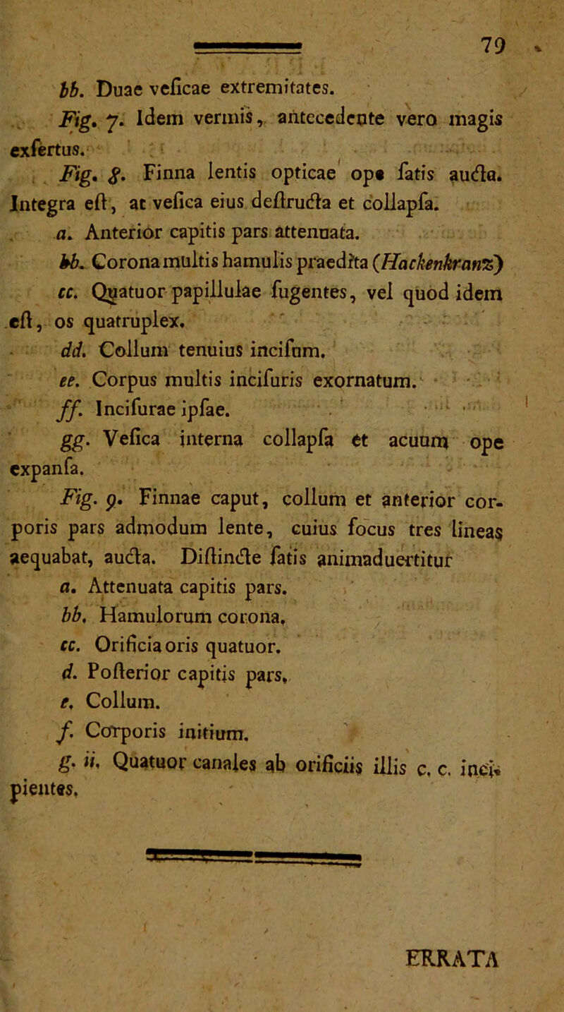 79 lb. Duae veficae extremitates. Fig. 7. Idem vermis, antecedente vero magis exfertus. Fig. S' Fiona lentis opticae op* fatis auda. Integra eft, ac vefica eius deftruda et collapfa. a. Anterior capitis pars attennata. kb. Corona multis hamulis praedfta (Hackenkranz) cc. Quatuor papillulae fugentes, vel quod idem eft, os quatrupiex. dd. Collum tenuius incifum. ee. Corpus multis incifuris exornatum. ff. Incifurae ipfae. gg. Vefica interna collapfa et acuunj ope expanfa. Fig. p. Finnae caput, collum et anterior cor- poris pars admodum lente, cuius focus tres lineas aequabat, auda. Diftinde fatis animaduertitur a. Attenuata capitis pars. bb, Hamulorum corona, cc. Orificiaoris quatuor. d. Pofterior capitis pars, e. Collum. f. Corporis initium, g. ii, Quatuor canaies ab orificiis illis c. c. ind, pientes. ERRATA