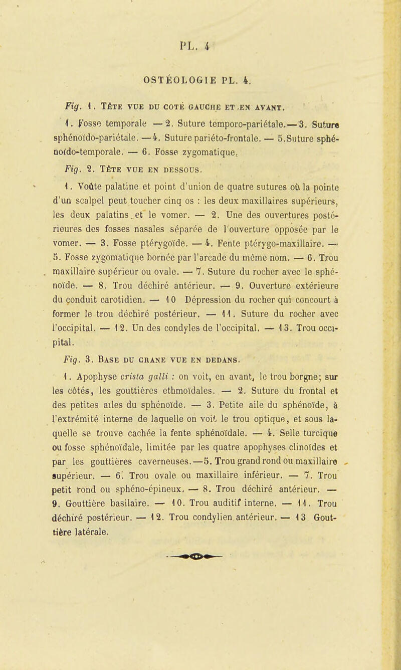 OSTÉOLOGIE PL. 4. Fig. 1. TÉTE VOE DU coté gauche et .en avant. <. fosso temporale —2. Suture temporo-pariétale.—3. Sutura sphénoïde-pariétale. —4. Suture pariéto-frontaie. — 5.Suture sphé- noi'do-temporale. — 6. Fosse zygomatique. Fig. 2. TÊTE VUE en dessous. 1. Voûte palatine et point d'union de quatre sutures où la pointe d'un scalpel peut toucher cinq os : les deux maxillaires supérieurs, les deux palatins.et le vomer. — 2. Une des ouvertures posté- rieures des fosses nasales séparée de l'ouverture opposée par le vomer. — 3. Fosse ptérygoïde. — 4. Fente ptérygo-maxillaire. — 5. Fosse zygomatique bornée par l'arcade du même nom. — 6. Trou maxillaire supérieur ou ovale. — 1. Suture du rocher avec le sphé- noïde. — 8. Trou déchiré antérieur. ^ 9. Ouverture extérieure du conduit carotidien. — 10 Dépression du rocher qui concourt à former le trou déchiré postérieur. — 11. Suture du rocher avec l'occipital. — 12. Un des condyles de l'occipital. — 13. Trou occi- pital. Fig. 3. Base du cuane vue en dedans. 1. Apophyse crista galli : on voit, en avantj le trou borgne; sur les côtés, les gouttières ethmoïdales. — 2. Suture du frontal et des petites ailes du sphénoïde. — 3. Petite aile du sphénoïde, à l'extrémité interne de laquelle on voit, le trou optique, et sous la- quelle se trouve cachée la fente sphénoïdale. — 4. Selle turcique ou fosse sphénoïdale, limitée par les quatre apophyses clinoïdes et par les gouttières caverneuses.—5. Trou grand rond ou maxillaire - supérieur. — 6. Trou ovale ou maxillaire inférieur. — 7. Trou petit rond ou sphéno-épineux, — 8. Trou déchiré antérieur. — 9. Gouttière basilaire. — 10. Trou auditif interne. — 11. Trou déchiré postérieur. — 12. Trou condylien antérieur, — 13 Gout- tière latérale.