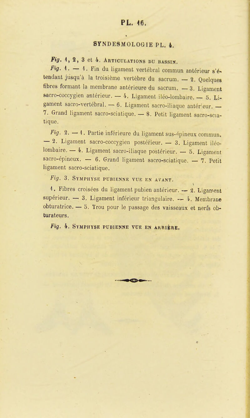 SYNDESMOLOGIE PL. 4. Fig, 1, 2, 3 et 4. Aiiticulations du bassik. Fig. 1. — 1. Fin du ligament vertébral commun antérieur s'é- tendant jusqu'à la troisième vertèbre du sacrum. — 2. Quelques fibres formant la membrane antérieure du sacrum. —3. Ligament sacro-coccygien antérieur. — 4. Ligament iléo-lombaire. — 5. Li- gament sacro-vertébral. — 6. Ligament sacro-iliaque antérieur. — 1. Grand ligament sacro-sciatique. — 8. Petit ligament sacro-scia- tique. Fig. 2. — 1. Partie inférieure du ligament sus-épineux commun. — 2. Ligament sacro-coccygien postéi^ieur. — 3. Ligament iléo- lombaire. — 4. Ligament sacro-iliaque postérieur. — 5. Ligament sacro-épineux. — 6. G/and ligament sacro-sciatique. — 7. Petit ligament sacro-sciatique. Fig. 3. Symphyse pubienne vue en avant. 1. Fibres croisées du ligament pubien antérieur. — 2. Ligament supérieur. — 3. Ligament inférieur triangulaire. — 4. Membrane obturatrice. — 5, Trou pour le passage des vaisseaux et nerfs ob- turateurs.