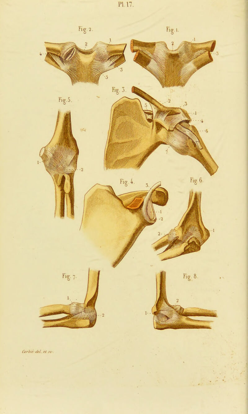 PI n. Corbtè (ici c( sc^.