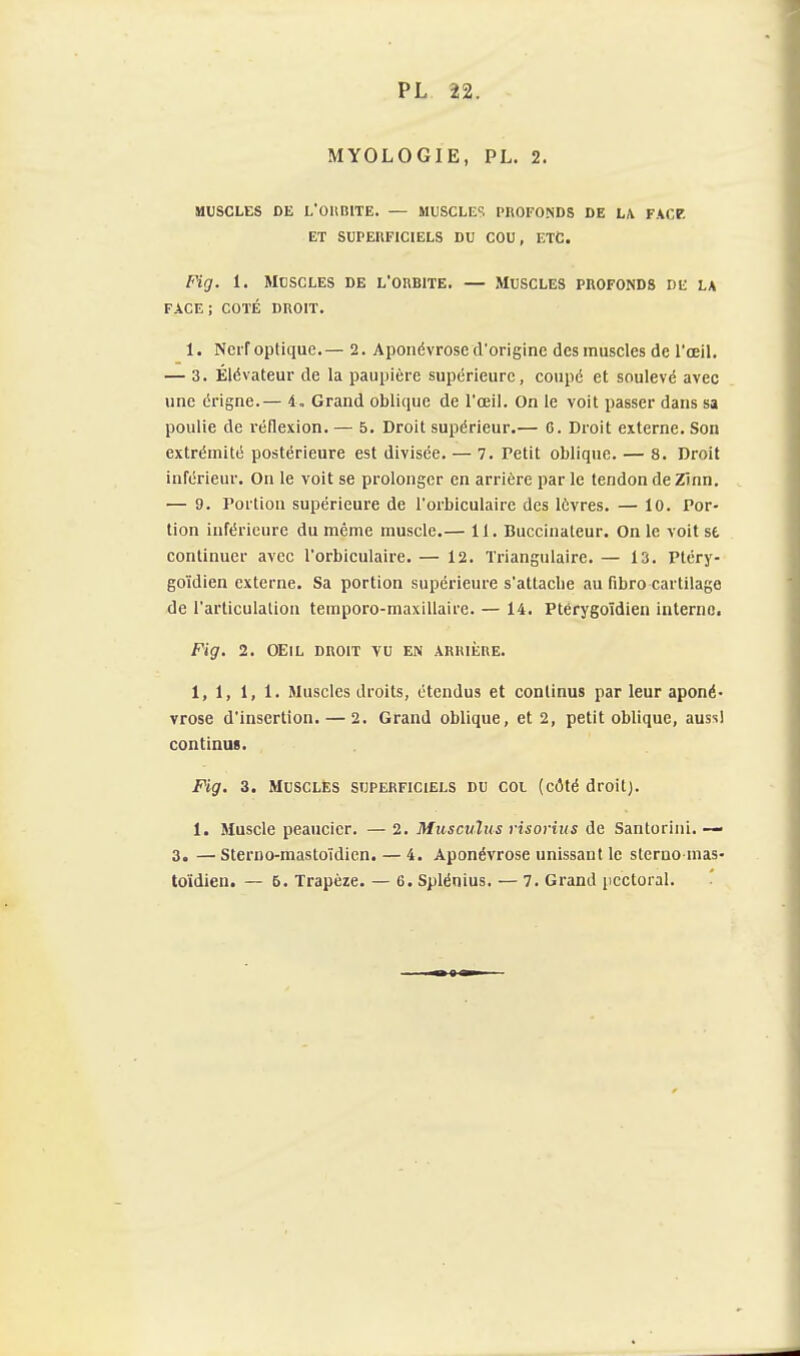 MYOLOGIE, PL. 2. MUSCLES DE L'OIIBITE. — MUSCLEE PROFONDS DE LA FACP. ET SUPEKFICIELS DU COU, ETC. Fig. 1. Muscles de l'orbite. — Muscles profonds de la FACE; COTÉ DROIT. I. NciT optique.— 2. Aponévrose d'origine des muscles de l'œil. — 3. Élévateur de la paupière supérieure, coupé et soulevé avec une érigne.— 4. Grand oblique de l'œil. On le voit passer dans sa poulie de réflexion. — 5. Droit supérieur.— 6. Droit externe. Son extrémité postérieure est divisée. — 7. retit oblique. — 8. Droit inférieur. On le voit se prolonger en arrière par le tendon de Zïnn. — 9. Portion supérieure de l'orbiculaire des lèvres. — 10. Por- tion inférieure du même muscle.— 11. Buccinateur. On le voit se continuer avec l'orbiculaire. — 12. Triangulaire. — 13. Ptéry- goïdien externe. Sa portion supérieure s'attaclie au fibro cartilage de l'articulation temporo-maxillaire. — 14. Ptérygoîdien interne. Fig. 2. OEIL DROIT vu EN ARRIÈRE. 1, 1, 1, 1. Muscles droits, étendus et continus par leur aponé- vrose d'insertion. — 2. Grand oblique, et 2, petit oblique, aussi continus. Fig. 3. MUSCLES superficiels du COL (côté droit). 1. Muscle peaucier. — 2. Musculus risorius de Santoriiii. — 3. — Sterno-mastoïdicn. — 4. Aponévrose unissant le stcrno mas-