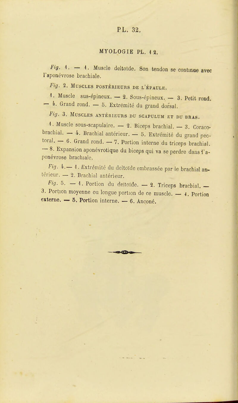 MYOLOGIE PL. 1 2. ^ Fig. 1.-1. Muscle deltoïde. Son tendon se continue avec l'aponévrose brachiale. Fig. 2. Muscles PosTÉRiEuns de l'épaule. 1. Muscle sus-épineux. — 2. Sous-épineux. — 3, Petit rond. — 4. Grand rond. — 5. Extrémité du grand dorsal. Fig. 3. Muscles ANTÉniEuns du scapulum et du bras. -1. Muscle sous-scapulaire. — 2. Biceps brachial. — 3. Coraco- brachial. — 4. Brachial antérieur. — 5. Extrémité du grand pec- toral, — G. Grand rond. — 7. Portion interne du triceps brachial. -- 8. Expansion aponévrotique du biceps qui va se perdre dans l'a- ponévrose brachiale. Fig. 4.— 1. Extrémité du deltoïde embrassée par le brachial an- térieur. — 2. Brachial antérieur. Fig. 5.-4. Portion du deltoïde. — 2. Triceps brachial. — 3. Portion moyenne ou longue portion de ce muscle. — Portion externe. — 5. Portion interne. — 6. Anconé.