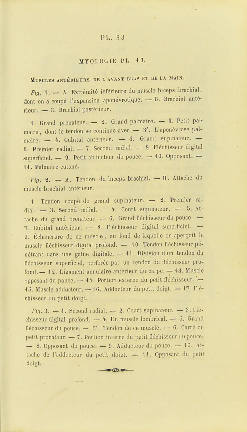 MYOLOGIE PL. 1 3. Muscles antérieurs de i.'avant-biias et de la main. Fig_ 1. _ A Extrémité inférieure du muscle biceps bracliial, dont on a coupé l'expansion aponévrotique. — B. Biacliial anté- rieur. — C. Brachial postérieur. 1. Grand pronateur. — 2. Grand palmaire. — 3. Petit pal- maire , dont le tendon se continue avec — 3'. L'aponévrose pal- maire. — 4. Cubital antérieur. — 5. Grand supinatcur. — 6. Premier radial. — 7. Second radial. — 8. Fléchisseur digital superficiel. — 9. Petit abducteur du pouce. — 10. Opposant. — 11. Palmaire cutané. Fig_ 2. _ A. Tendon du biceps brachial. — B. Attache du muscle brachial antérieur. 1 Tendon coupé du grand supinateur. — 2. Premier ra- dial. — 3. Second radial. — 4. Court supinateur. — 5. At- tache du grand pronateur. — 6. Grand fléchisseur du pouce. — 7. Cubital antérieur. — 8. Fléchisseur digital superficiel. — 9. Échancrure de ce muscle, au fond de laquelle on aperçoit le muscle fléchisseur digital profond. — 4 0. Tèndon llcchisseur pé- nétrant dans une gaine digitale. — 11. Division d'un tendon du fléchisseur superficiel, perforée par un tendon du fléchisseur pro- fond.— 12. Ligament annulaire antérieur du car()e. — 1 3. Muscle opposant du pouce. — 14. Portion externe du petit fléchisseur. — 15. Muscle adducteur.— 16. Adducteur du petit doigt. — 17 Flé- chisseur du petit doigt. Fifj. 3. — 1. Second radial. — 2. Court supinateur. — 3. V\é- chisseur digital profond. — 4. Un muscle lombrical. — b. Grand fléchisseur du pouce. — S'. Tendon de ce muscle. — 6. Carré ou petit pronateur. — 7. Portion interne du p^tit fléchisseur du pouce. — 8. Opposant du pouce. 9. Adducteur du pouce. — 10. At- tache de l'adducteur du petit doigt. ^11. Opposant du petit doigt. ——