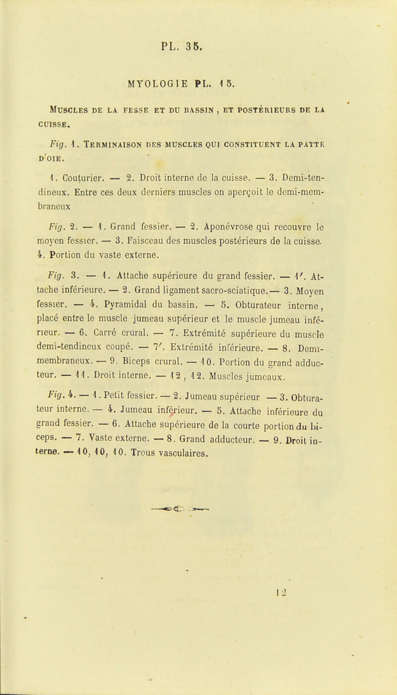 MYOLOGIE PL. 15. MOSCLES DE LA FESSE ET DU BASSIN , ET POSTÉUIEURS DE LA CUISSE. Fig. 1. Terminaison des muscles qui constituent la patte d'oie. 1. Couturier. — 2. Droit interne de la cuisse. — 3. Demi-ten- dineux. Entre ces deux derniers muscles on aperçoit le demi-mem- braneux Fig. 2. — 1. Grand fessier. — 2. Aponévrose qui recouvre le moyen fessier. — 3. Faisceau des muscles postérieurs de la cuisse. 4. Portion du vaste externe. Fig. 3. — 4. Attache supérieure du grand fessier. — 1'. At- tache inférieure. — 2. Grand ligament sacro-scialique.— 3. Moyen fessier. — 4. Pyramidal du bassin. — 5. Obturateur interne, placé entre le muscle jumeau supérieur et le muscle jumeau infé- rieur. — 6. Carré crural. — 7. Extrémité supérieure du muscle demi-tendineux coupé. — 1'. Extrémité inférieure. — 8. Demi- membraneux. — 9. Biceps crural. 10. Portion du grand adduc- teur. — 11. Droit interne. — 12, 12. Muscles jumeaux. Fig. 4. — 1. Petit fessier. — 2. Jumeau supérieur — 3. Obtura- teur interne. — 4. Jumeau inférieur. — 5. Attache inférieure du grand fessier. — 6. Attache supérieure de la courte portion du bi- ceps. — 7. Vaste externe. — 8. Grand adducteur. — 9. Droit in- terne. — 10, 10, 10. Trous vasculaires. 12