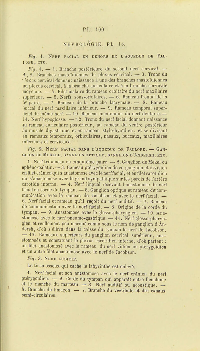 NÉVnOLOGIE, PL 15. Fig. 1. Neuf facial en deiious de l'aqueduc de Fal- toPE, etc. Fif). 1. — I. Branche postérieure du second nerf cervical. — 2 , 2. Brandies mastoïdiennes du plexus cervical. — 3. Tronc du ■ 'exjs cervical donnant naissance à une des branches mastoïdiennes au plexus cervical, à la branche auriculaire et à la branche cervicale moyenne. — 4. Filet malaire du rameau orbitaire du nerf maxillaire supérieur. — 5. Nerfs sous-orbitaires. — 6. Rameau frontal de la y paire. — 7. Rameau de la branche lacrymale. — S. Rameau ')uccal du nerf maxillaire inférieur. — 9. Rameau temporal super- iciel du même nerf. — 10. Rameau mentonnier du nerf dentaire.— M. Nerf hypoglosse. —12. Tronc du nerf facial donnant naissance iu rameau auriculaire postérieur, au rameau du ventre postérieur du muscle digastrique et au rameau stylo-hyoïdien , et se divisant en rameaux temporaux, orbiculaires, nasaux, buccaux, maxillaires inférieurs et cervicaux. Fig. 2. Nerf facial dans l'aqueduc de Fallope. — Gan- glion de Meckel, ganglion optique, ganglion d'Andersh, etc. I. Nerf trijumeau ou cinquième paire. — 2. Ganglion de Mekel ou gphéno-palatin. —3. Rameau ptérygoïdien de ce ganglion et division en filet crânien qui s'anastomose avec le nerf facial, et en filet carotidien qui s'anastomose avec le grand sympathique sur les parois de l'artère carotide interne. — 4. Nerf lingual recevant l'anastomose du nerf facial ou corde du tympan. — 5. Ganglion optique et rameau de com- munication avec le rameau de Jacobson et avec le nerf facial. — 6. Nerf facial et rameau qu'il reçoit du nerf auditif. — 7. Rameau de communication avec le nerf facial. — 8. Origine de la corde du tympan. — 9. Anastomose avec le glosso-pharyngien. — 10. Ana- stomose avec le nerf pneumo-gastrique. — 11. Nerf glosso-pharyn- gien et renflement peu marqué connu sous le nom de ganglion d'An- dersh, d'où s'élève dans la caisse du tympan le nerf de Jacobson. — 12. Rameaux supérieurs du ganglion cervical supérieur, ana- stomosés et constituant le plexus carotidien interne, d'où partent : un filet anastomosé avec le rameau du nerf vidien ou ptérygoïdien et un autre filet anastomosé avec le nerf de Jacobson. Fig. 3. Nerf auditif. Le tissu osseux qui cache le labyrinthe est enlevé. 1. Nerf facial et son anastomose avec le nerf crânien du nerf ptérygoïdien. — 2. Corde du tympan qui apparaît entre l'enclume et le manche du marteau. — 3. Nerf auditif ou acoustique. — 4. Branche du limaçon. — Branche du vestibule et des canaux semi-circulaires.