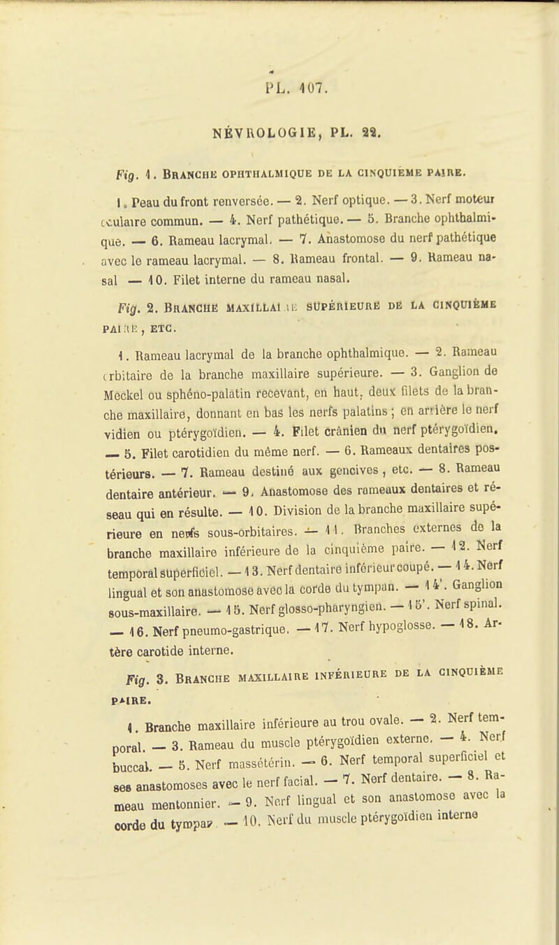 NÉVROLOGIE, PL. 22. Fig. 1. Branche ophthalmiqoe de la cinquième pajre. I, Peau du front renversée. — 2. Nerf optique. — 3. Nerf mot*ur oculaire commun. — 4. Nerf pathétique. — 5. Branche ophthalmi- que. — 6. Rameau lacrymal, — 7. Anastomose du nerf pathétique avec le rameau lacrymal. — 8. Rameau frontal. — 9. Rameau na- sal — 10. Filet interne du rameau nasal. Fig. 2. Branche maxïllai ,1: sOpérIeuré de i-a cinquième PAI.'U; , ETC. 1. Rameau lacrymal de la branche ophthalmique. — 2. Rameau trbitaire de la branche maxillaire supérieure. — 3. Ganglion de Meckel ou sphéno-palatin recevant, en haut, deux filets de la bran- che maxillaire, donnant en bas les nerfs palatins ; en arrière le nerf vidien ou ptérygoïdien. — 4. Filet crânien du nerf ptérygoïdien. — 5. Filet carotidien du même nerf. — 6. Rameaux dentaires pos- térieura. — 1. Rameau destiné aux gencives, etc. — 8. Rameau dentaire antérieur. — 9. Anastomose des rameaux dentaires et ré- seau qui en résulte. — 10. Division de la branche maxillaire supé- rieure en nerfs sous-orbitaires. ^11. Branches externes do la branche maxillaire inférieure de la cinquième paire. — 12. Nerf temporalsuperfiûiel. -13. Nerf dentaire inférieui'ooupé. - l4.Nerf lingual et son anastomose avec la corde du tympan. - 14'. Ganglion sous-maxillaire. - 15. Nerf glosso-pharyngien. - 15'. Nerf spinal. - 16. Nerf pneumo-gastrique. - 17. Nerf hypoglosse. - 18. Ar- tère carotide interne. Fig. 3. Branche maxillaire infériedre de la cinquième P>IRE. < Branche maxillaire inférieure au trou ovale. - 2. Nerf tem- poral - 3. Rameau du muscle ptérygoïdien externe. - 4. Nerf buccal - 5. Nerf massétérin. - 6. Nerf temporal superficiel et ses anastomoses avec le nerf facial. - 7. Nerf dentaire. - 8. Ra- meau mentonnier. -9. Nerf lingual et son anastomose avec la corde du tympa. - 10. Nerf du muscle ptérygoïdien interne