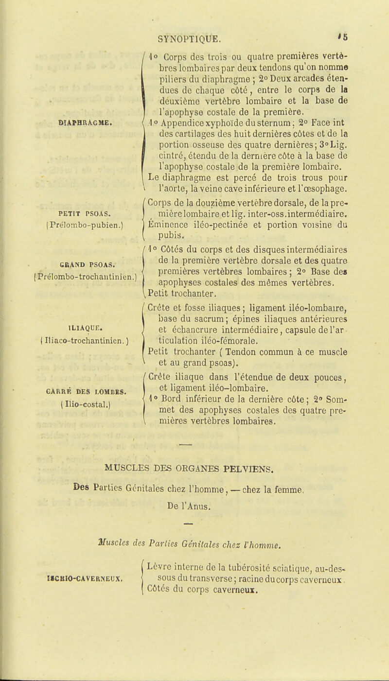 <5 DIAPHRAGME. PETIT PSOAS. (Prélombo-pubien.) GRAND PSOAS. I Prélombo-trochautinien. ILIAQUE. I Iliaco-trochantinien. ) CARRP. DES LOMBES. ( Ilio-costal.) / 4° Corps des trois ou quatre premières vertè- bres lombaires par deux tendons qu'on nomme piliers du diaphragme ; 2° Deux arcades éten- dues do chaque côté, entre le corps de la deuxième vertèbre lombaire et la base de l'apophyse costale de la première, i Appcndicexyphoïde du sternum; 2° Face int des cartilages des huit dernières côtes et de la portion osseuse des quatre dernières; SoLig. cintré, étendu de la dernière côte à la base de l'apophyse costale de la première lombaire. Le diaphragme est percé de trois trous pour l'aorte, la veine cave inférieure et l'œsophage. ' Corps de la douzième vertèbre dorsale, de la pre- mièrelombaireetlig. inter-oss.intermédiaire. Eminence iléo-pectinée et portion voisine du pubis. ( ^° Côtés du corps et des disques intermédiaires de la première vertèbre dorsale et des quatre premières vertèbres lombaires ; 2° Base des apophyses costales des mêmes vertèbres. Petit trochanter. ' Crête et fosse iliaques ; ligament iléo-lombaire, base du sacrum ; épines iliaques antérieures et échancrure intermédiaire, capsule del'ar ticulation iléo-fémorale. Petit trochanter ( Tendon commun à ce muscle et au grand psoas). 'Crête iliaque dans l'étendue de deux pouces, et ligament iléo-lombaire. 10 Bord inférieur de la dernière côte ; 2 Som- met des apophyses costales des quatre pre- mières vertèbres lombaires. MUSCLES DES ORGANES PELVIENS. Des Parties Génitales chez l'homme, — chez la femme. De l'Anus. Muscles des Parités Génitales chez l'homme. I Lèvre interne de la tubérosité sciatique, au-des- IICKIO-CAVERNEUX. j SOUS du transvcrsc ; racine ducorps cavcrncux. ( Côtés du corps caverneux.