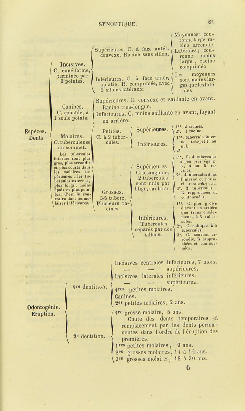 Espèces, Dents ^Supérieures. C. à face antér. convexe. Racine sans sillon. / Incisives. C. cunéiforme,< terminée par 3 pointes. Canines. C. conoïde, à 1 seule pointe. Molaires. C. tuberculeuse] au sommet. Les tubercules internes (ont plus gros, plus arrondis et plus courts dans les molaires sU' pt^ricures ; les tu- bercules externes, plus lon(;s, moins épais et plus poin- tus. C'est le con- traire dans les mo- laires inférieures. ' Moyennes ; cou- ronne large; ra- cine arrondie. [Latérales; cou- ronne moins large , racine comprimée ' Les moyennes I sont moins lar- I gesqueleslaté raies C Supérieures. C. convexe et saillante en avant. Racine très-longue. Inférieures. C. moins saillante en avant, fuyant en arrière. , _ , . _ I 1', 2 racines. Petites. Supérieures. \, racine. c. à 2 tuber- ( ç r«, taberculo intcr- cules. I Inférieures ^ Inférieures. C. à face antér. aplatie. R. comprimée, avec 2 sillons latéraux. I tal } ne, • ) nul. \ 2« Grosses. 3-5 tubcrc. Plusieurs ra- cines. / Supérieures. C. losangique. 2 tubercules sont unis par llign.saillante, j ' 1, Ç. 4 luborcul<;s il peu ]irèg é(;aux- 3, 4 ou 5 ra- cines. 2. 4 tubercules dont l'interne et posté- rieur est très-petit. 3*. 3 tubercules. R. rapprocLéus ut contournées. / 1 Inférieures. Tubercules séparés par des ^ sillons. G. plus grosse d'avant en arrière <|iie trans\crsale- nicnt, à 5 tuber- cules. 2*, C. cubiiiuo k i tubercules. 3, G. souvent ar- rondie, n.rappro- chées et contour- nées . \ re denliLt/fi. Odontogénie. Éruption. 2 dentition. Incisives centrales inférieures, 7 mois. — — supérieures, I Incisives latérales inférieures. . — — supérieures. I l'es petites molaires. Canines. 2^8 petites molaires, 2 ans. l'ire grosse molaire, 5 ans. ^Chute des dents temporaires et remplacement par les dents perma- nentes dans l'ordre de l'éruption des premières. 1 fes petites molaires, 9 ans. 2*8 grosses molaires ,11 à 12 ans. ^3''8 grosses molaires, 18 à 30 ans.