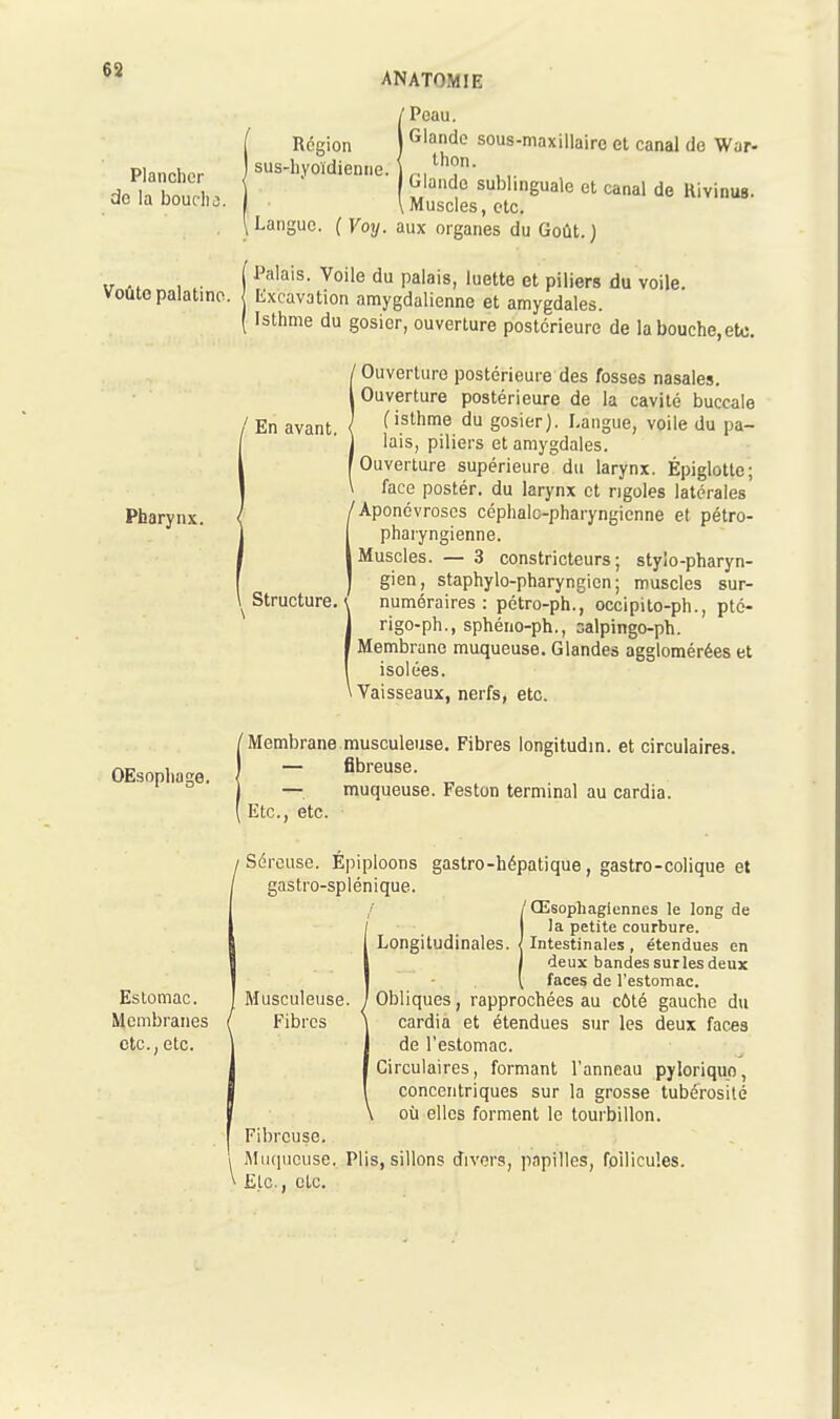 63 ANATOMIE Plancher do la bouclio iPcau. Glande sous-maxillaire el canal do War- blande sublinguale et canal de Rivinus. Muscles, etc. ^Langue. (Voy. aux organes du Goût.) [ Palais. Voile du palais, luette et piliers du voile. Voûte palatine. Excavation nmygdalienne et amygdales. ( Isthme du gosier, ouverture postérieure de labouche.etc. Pharynx. ' En avant. Structure. Ouverture postérieure des fosses nasales. Ouverture postérieure de la cavité buccale (isthme du gosier). Langue, voile du pa- lais, piliers et amygdales. Ouverture supérieure du larynx. Épiglotte; face postér. du larynx et rigoles latérales ^Aponévroses céphalo-pharyngienne et pétro- phaiyngienne. Muscles. — 3 constricteurs; stylo-pharyn- gien, staphylo-pharyngien ; muscles sur- numéraires: pétro-ph., occipito-ph., pté- rigo-ph., sphéno-ph., salpingo-ph. Membrane muqueuse. Glandes agglomérées et isolées. Vaisseaux, nerfs, etc. OEsopliage. ' Membrane musculeuse. Fibres longitudin. et circulaires. ' — fibreuse. — muqueuse. Feston terminal au cardia. Etc., etc. Estomac. Membranes etc., etc. / Séreuse. Épiploons gastro-hépatique, gastro-colique et ' gastro-splénique. ' Œsophagiennes le long de la petite courbure. Longitudinales, l Intestinales , étendues en deux bandes sur les deux \ faces de l'estomac. Musculeuse. /Obliques, rapprochées au côté gauche du Fibres \ cardia et étendues sur les deux faces de l'estomac. Circulaires, formant l'anneau pyloriqup, concentriques sur la grosse tubérosité où elles forment le tourbillon. Fibreuse. I IMiuiMcuse, Plis, sillons divers, papilles, follicules. \ Etc., Ole.