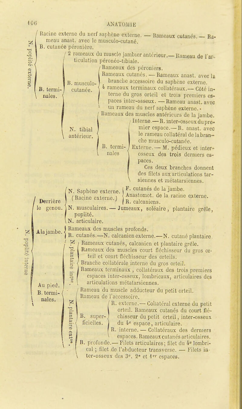 Racine externe du nerf saphcno externe. — Rameaux cutanés. — Ra- meau anast. avec le musculo-cutané. B. cutanée péronière. / 2 rameaux du muscle jambier antérieur.—Hameau de l'ar- ticulation péronéo-tibiale. Rameaux des péroniers. Rameaux cutanés. — Rameaux anast. avec li brandie accessoire du saphène externe. 4 rameaux terminaux collatéraux.— Côté in- terne du gros orteil et trois premiers es- paces inter-osseux. —Rameau anast. avec un rameau du nerf saphène externe. • Rameaux des muscles antérieurs de la jambe. / Interne.—R. Inter-osseux du pre* N. tibial I mier espace.—R. anast. avec antérieur, i le rameau collatéral de labran- B. termi- nales. B. musculo- cutanée. B. termi nales ' Derrière le cenou. Ala jambe. | / Au pied. B. termi- / \ nales. che musculo-cutance. Externe.— M. pédieux et inter- osseux des trois derniers es- paces. Ces deux branches donnent des filets aux articulations tar- \ siennes et métatarsiennes. N. Saphène externe. I ^ '^'^^^ ja*^- (Racine externe.) Anastomot. de la racine externe. ( R. calcaniens. N. musculaires.— Jumeaux, soléaire , plantaire grêle, popiité. N. articulaire. Rameaux des muscles profonds. R. cutanés.—N. calcanienexterne.—N. cutané plantaire. ^ / Rameaux cutanés, calcanien et plantaire grêle. Rameaux des muscles court fléchisseur du gros oi- teil et court fléchisseur des orteils. Branche collatérale interne du gros orteil. Rameaux terminaux , collatéi-aux des trois premiers espaces inter-osseux, lombricaux, articulaires des articulations métatarsiennes, / Rameau du muscle adducteur du petit orteil. ' Rameau de l'accessoire. ' R. externe.— Collatéral externe du petit orteil. Rameaux cutanés du court flé- B. super-) chisseur du petit orteil, inter-osseux ficielles. ) du 4e espace, articulaire. R. interne. — Collatéraux des derniers espaces. Rameaux cutanés articulaires. B. profonde.— Filets articulaires; filet du 4» lombri- cal ; filet de l'abducteur transvcrsc. — Filets in- ter-osseux des 3, 2' et l^'' espaces. 3