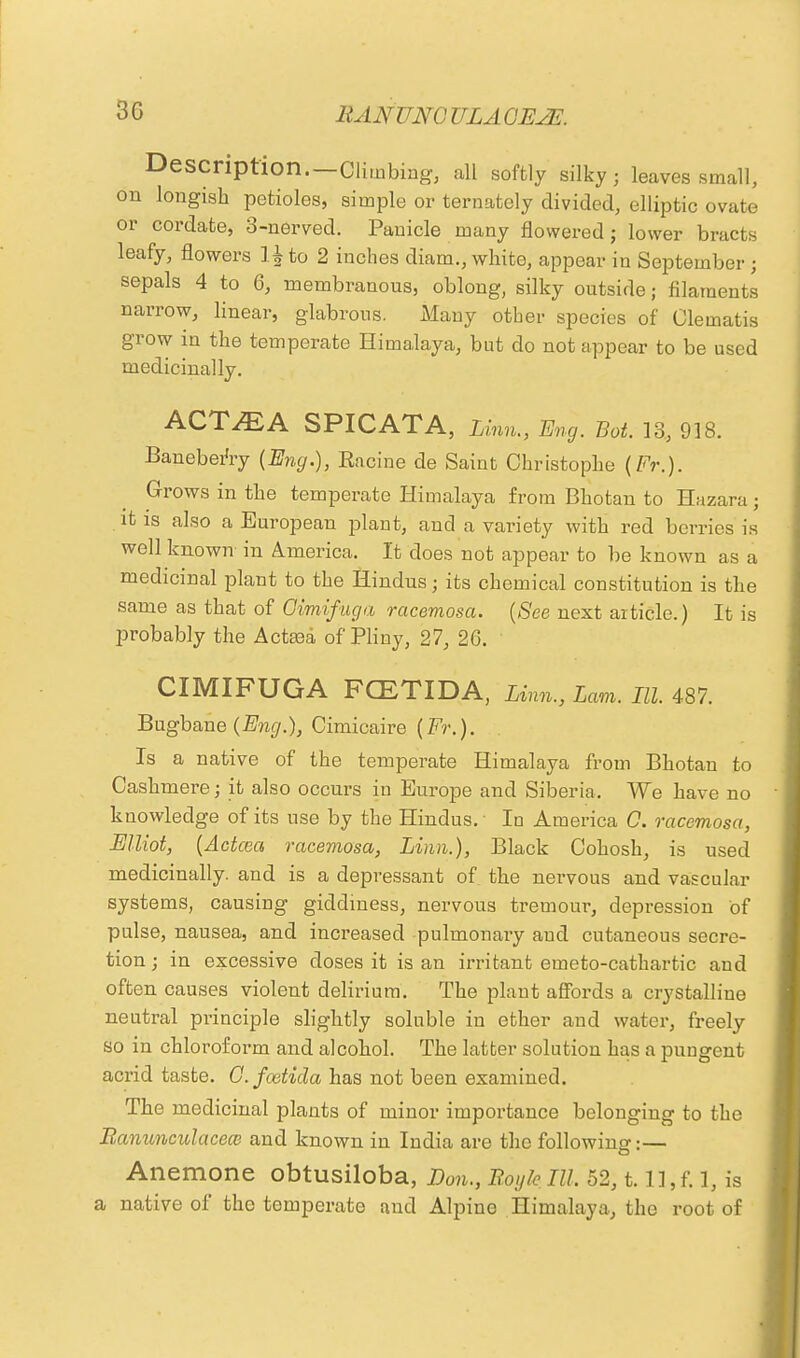 Description. —Climbing, all softly silky; leaves small, on longish petioles, simple or ternately divided, elliptic ovate or cordate, 3-nerved. Panicle many flowered; lower bracts leafy, flowers H to 2 inches diam., white, appear in September ; sepals 4 to 6, membranous, oblong, silky outside; filaments narrow, linear, glabrous. Many other species of Clematis grow in the temperate Himalaya, but do not appear to be used medicinally. ACT^EA SPICATA, Linn., Eng. Bat. 13, 918. Baneberry {Eng.), Racine de Saint Christopl le (Fr.). Grows in the temperate Himalaya from Bhotan to Hazara; it is also a European plant, and a variety with red berries is well known in America. It does not appear to be known as a medicinal plant to the Hindus; its chemical constitution is the same as that of Oimifuga racemosa. (See next article.) It is probably the Aetata of Pliny, 27, 26. ' CIMIFUGA FCETIDA, Linn., Lam. III. 487. Bugbane (Eng.), Cimicaire (Fr.). Is a native of the temperate Himalaya from Bhotan to Cashmere; it also occurs in Europe and Siberia, We have no knowledge of its use by the Hindus. In America C. racemosa, Elliot, (Actcea racemosa, Linn.), Black Cohosh, is used medicinally, and is a depressant of the nervous and vascular systems, causing giddiness, nervous tremour, depression of pulse, nausea, and increased pulmonary and cutaneous secre- tion ; in excessive doses it is an irritant emeto-cathartic and often causes violent delirium. The plant affords a crystalline neutral principle slightly soluble in ether and water, freely so in chloroform and alcohol. The latter solution has a pungent acrid taste. G.foetida has not been examined. The medicinal plants of minor importance belonging to the Banunciblacea) and known in India are the following:— Anemone obtusiloba, Eon., Bogle III. 52, t. II, f. 1, is a native of the temperate and Alpine Himalaya, the root of