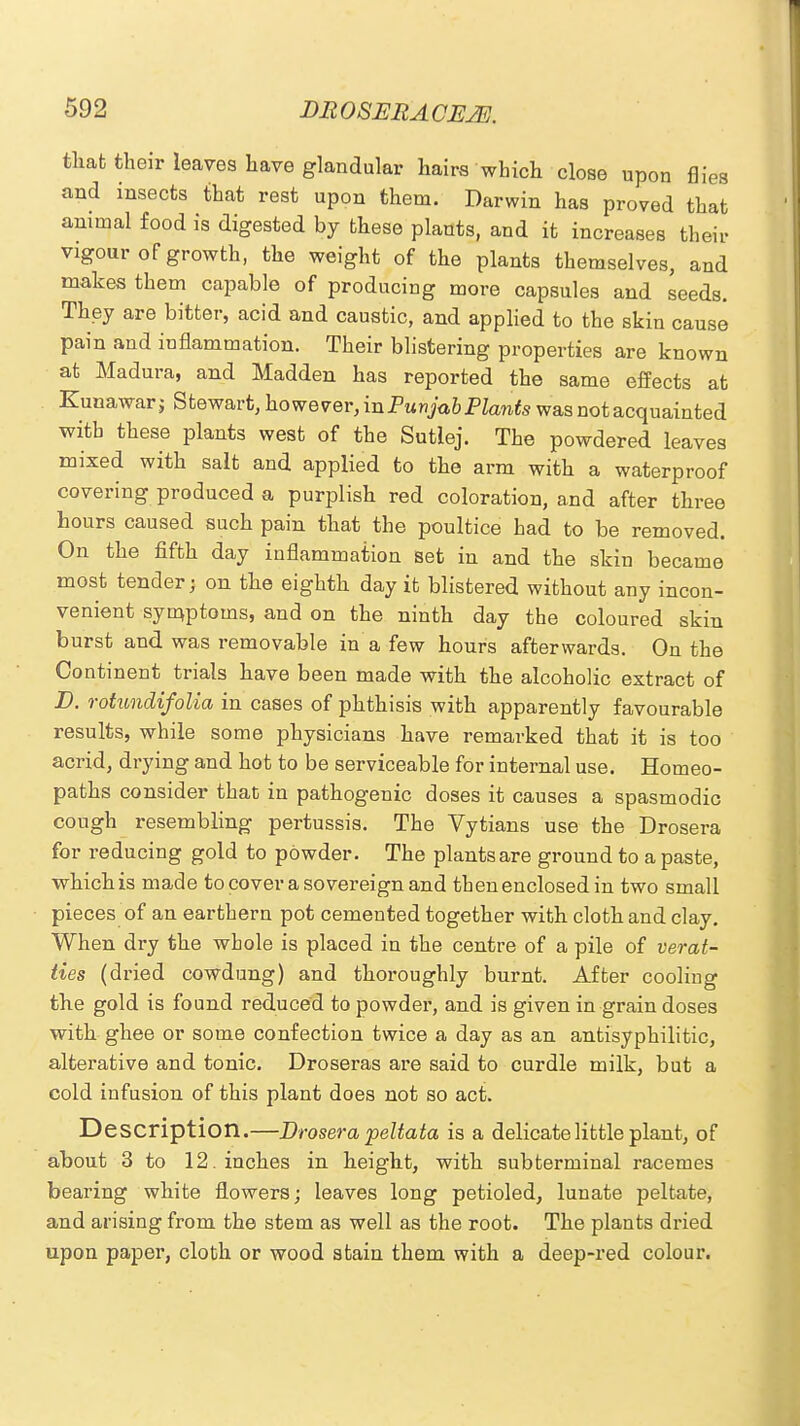 that their leaves have glandular hairs which close upon flies and insects that rest upon them. Darwin has proved that animal food is digested by these plants, and it increases their vigour of growth, the weight of the plants themselves, and makes them capable of producing more capsules and seeds. They are bitter, acid and caustic, and applied to the skin cause pain and inflammation. Their blistering properties are known at Madura, and Madden has reported the same effects at Kunawarj Stewart, however,in Punjab Plants was not acquainted with these plants west of the Sutlej. The powdered leaves mixed with salt and applied to the arm with a waterproof covering produced a purplish red coloration, and after three hours caused such pain that the poultice had to be removed. On the fifth day inflammation set in and the skin became most tender; on the eighth day it blistered without any incon- venient symptoms, and on the ninth day the coloured skin burst and was removable in a few hours afterwards. On the Continent trials have been made with the alcoholic extract of D. rotundifolia in cases of phthisis with apparently favourable results, while some physicians have remarked that it is too acrid, drying and hot to be serviceable for internal use. Homeo- paths consider that in pathogenic doses it causes a spasmodic cough resembling pertussis. The Vytians use the Drosera for reducing gold to powder. The plants are ground to a paste, which is made to cover a sovereign and then enclosed in two small pieces of an earthern pot cemented together with cloth and clay. When dry the whole is placed in the centre of a pile of verat- ties (dried cowdung) and thoroughly burnt. After cooling the gold is found reduced to powder, and is given in grain doses with ghee or some confection twice a day as an antisyphilitic, alterative and tonic. Droseras are said to curdle milk, but a cold infusion of this plant does not so act. Description.—Drosera peltata is a delicate little plant, of about 3 to 12. inches in height, with sub terminal racemes bearing white flowers; leaves long petioled, lunate peltate, and arising from the stem as well as the root. The plants dried upon paper, cloth or wood stain them with a deep-red colour.