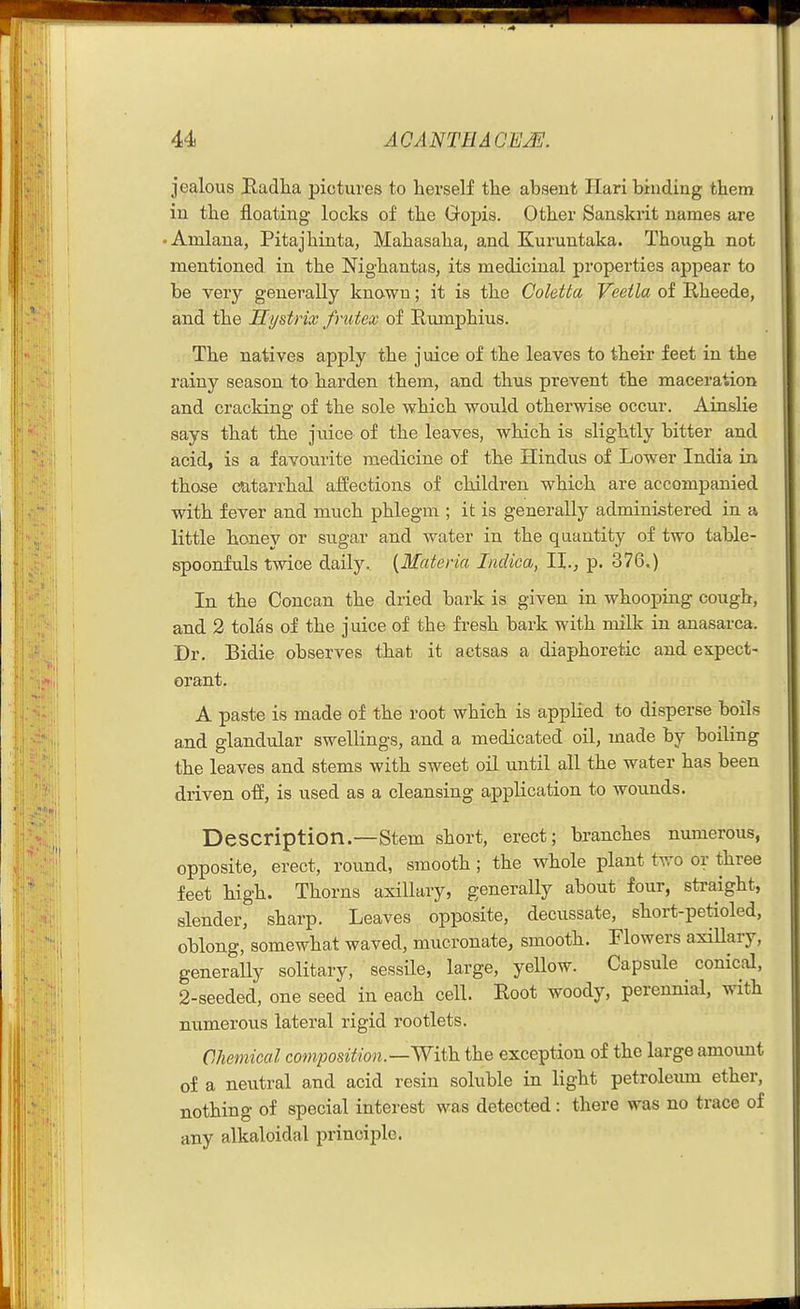 jealous Badha pictures to herself the absent Hari binding them in the floating locks of the Gopis. Other Sanskrit names are • Amlana, Pitajhinta, Mahasaha, and Kuruntaka. Though not mentioned in the Nighantas, its medicinal properties appear to be very generally known; it is the Coletta Veeila of Rheede, and the Systrix frutex of Rumphius. The natives apply the juice of the leaves to their feet in the rainy season to harden them, and thus prevent the maceration and cracking of the sole which would otherwise occur. AinsHe says that the juice of the leaves, which is slightly bitter and acid, is a favourite medicine of the Hindus of Lower India in those catarrhal affections of children which are accompanied with fever and much phlegm ; it is generally administered in a little honey or sugar and water in the quantity of two table- spoonfuls twice daily.. {Materia Indica, p. 376.) In the Concan the dried bark is given in whooping cough, and 2 tolas of the juice of the fresh bark with milk in anasarca. Dr. Bidie observes that it actsas a diaphoretic and expect- orant. A paste is made of the root which is appKed to disperse boils and glandular swellings, and a medicated oil, made by boiHng the leaves and stems with sweet oil until all the water has been driven off, is used as a cleansing application to wounds. Description.—Stem short, erect; branches numerous, opposite, erect, round, smooth; the whole plant two or three feet high. Thorns axillary, generally about four, straight, slender, sharp. Leaves opposite, decussate, short-petioled, oblong, somewhat waved, mucronate, smooth. Flowers axiUary, generaUy solitary, sessile, large, yellow. Capsule conical, 2-seeded, one seed in each cell. Root woody, perennial, with numerous lateral rigid rootlets. Chemical composition.—With the exception of the large amount of a neutral and acid resin soluble in light petroleum ether, nothing of special interest was detected: there was no trace of any alkaloidal principle.