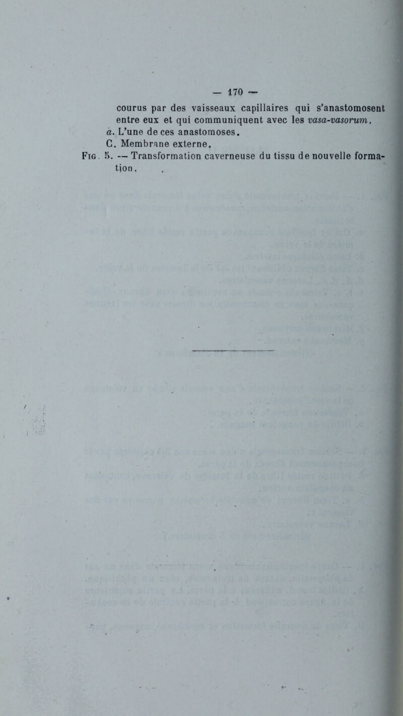 courus par des vaisseaux capillaires qui s’anastomosent entre eux et qui communiquent avec les vasa-vasorum. a. L’une de ces anastomoses. G. Membrane externe. Fig. 5. —Transformation caverneuse du tissu de nouvelle forma- tion.