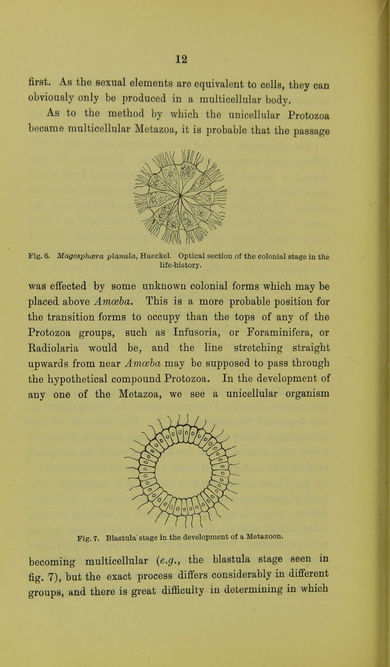 first. As the sexual elements are equivalent to cells, they can obviously only be produced in a multicellular body. As to the method by which the unicellular Protozoa became multicellular Metazoa, it is probable that the passage Fig. 6. Magosphcera planula, Haeckel. Optical section of the colonial stage in the life-history. was effected by some unknown colonial forms which may be placed above Amoeba. This is a more probable position for the transition forms to occupy than the tops of any of the Protozoa groups, such as Infusoria, or Foraminifera, or Eadiolaria would be, and the line stretching straight upwards from near Amoeba may be supposed to pass through the hypothetical compound Protozoa. In the development of any one of the Metazoa, we see a unicellular organism Fig. 7. Blastula'stage in the development of a Metazoon. becoming multicellular {e.g., the blastula stage seen in fig. 7), but the exact process differs considerably in different groups, and there is great difficulty in determining in which