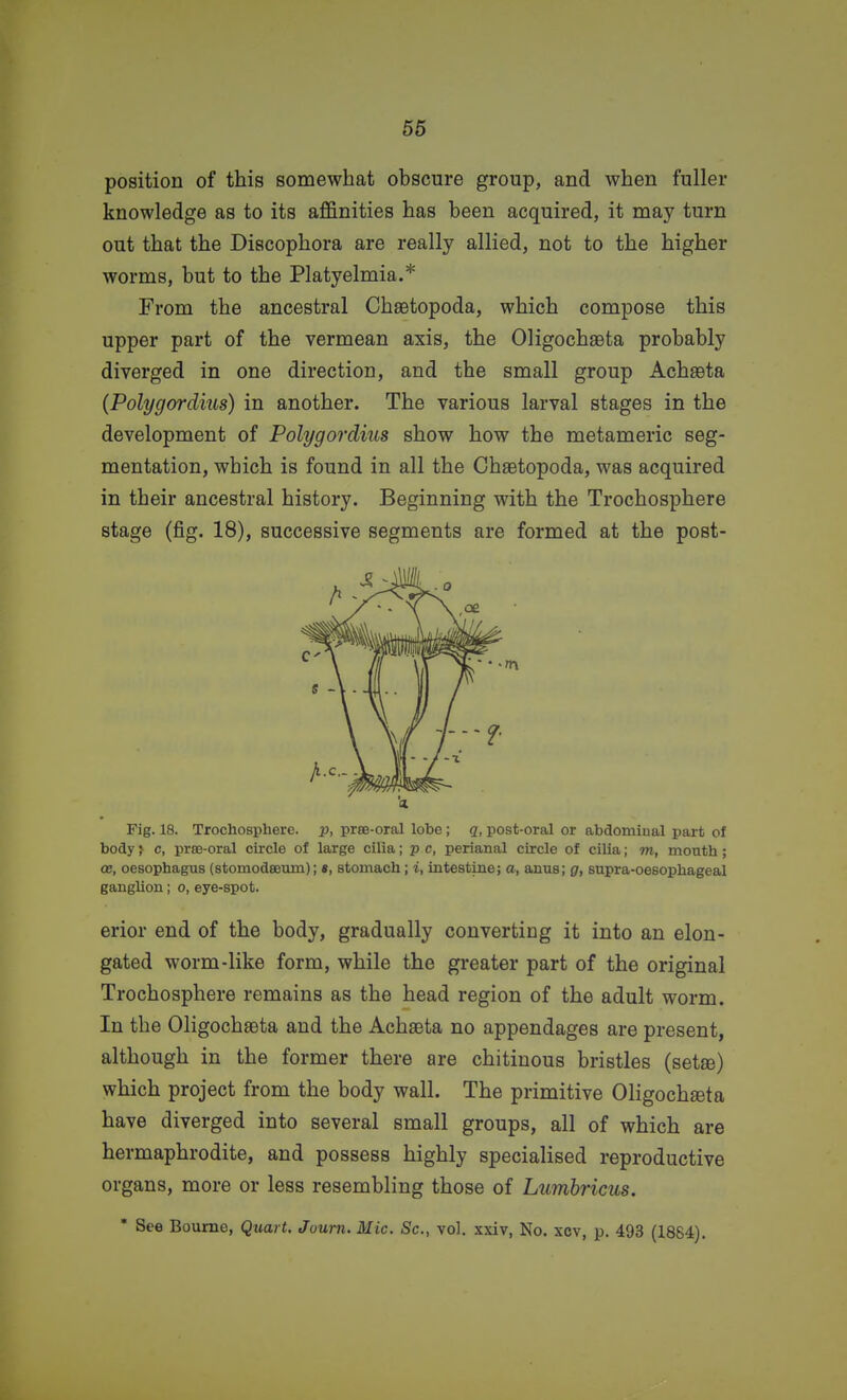 66 position of this somewhat obscure group, and when fuller knowledge as to its affinities has been acquired, it may turn out that the Discophora are really allied, not to the higher worms, but to the Platyelmia.* From the ancestral Chaetopoda, which compose this upper part of the vermean axis, the Oligochaeta probably diverged in one direction, and the small group Achseta (Polygordius) in another. The various larval stages in the development of Polygordius show how the metameric seg- mentation, which is found in all the Chaetopoda, was acquired in their ancestral history. Beginning with the Trochosphere stage (fig. 18), successive segments are formed at the post- Fig. 18. Trochosphere. p, prse-oral lobe; q, post-oral or abdominal part of body} c, prse-oral circle of large cilia; p c, perianal circle of cilia; m, mouth ; 03, oesophagus (stomodaeum); «, stomach; i, intestine; a, anus; g, supra-oesophageal ganglion; o, eye-spot. erior end of the body, gradually converting it into an elon- gated worm-like form, while the greater part of the original Trochosphere remains as the head region of the adult worm. In the OligochsBta and the Achaeta no appendages are present, although in the former there are chitinous bristles (setse) which project from the body wall. The primitive Oligochseta have diverged into several small groups, all of which are hermaphrodite, and possess highly specialised reproductive organs, more or less resembling those of Lumbricus. • See Bourne, Quart. Joum. Mic. Sc., vol. xxiv, No. xcv, p. 493 (1884).