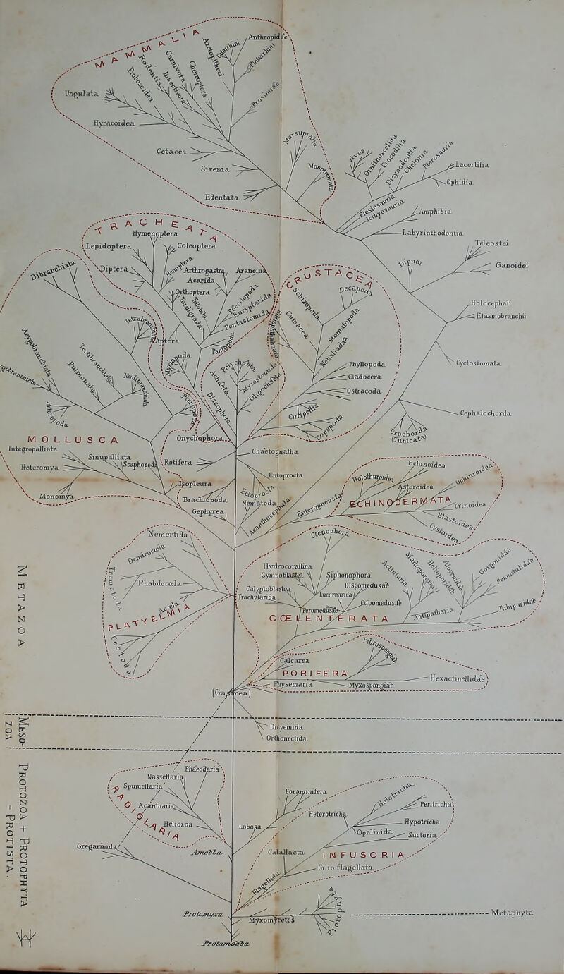 is- if I 1 v*l \ Y i Ongulala . '''fe '9 I ^ Ophidic Metaphyta J'j-otaffKfiiiar